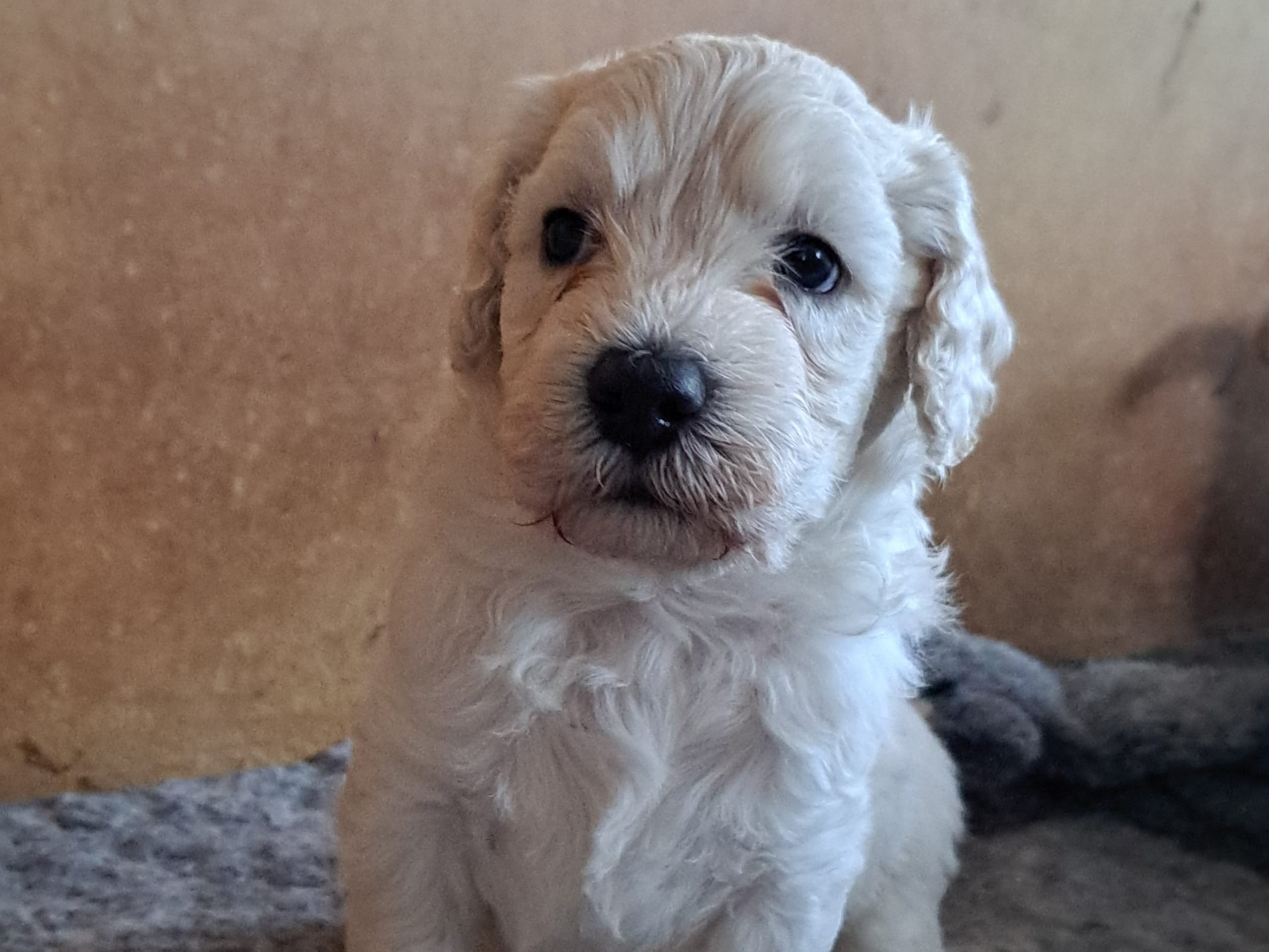 multigen Labradoodle · 2026-01-10 · Bromma · Abralabradoo