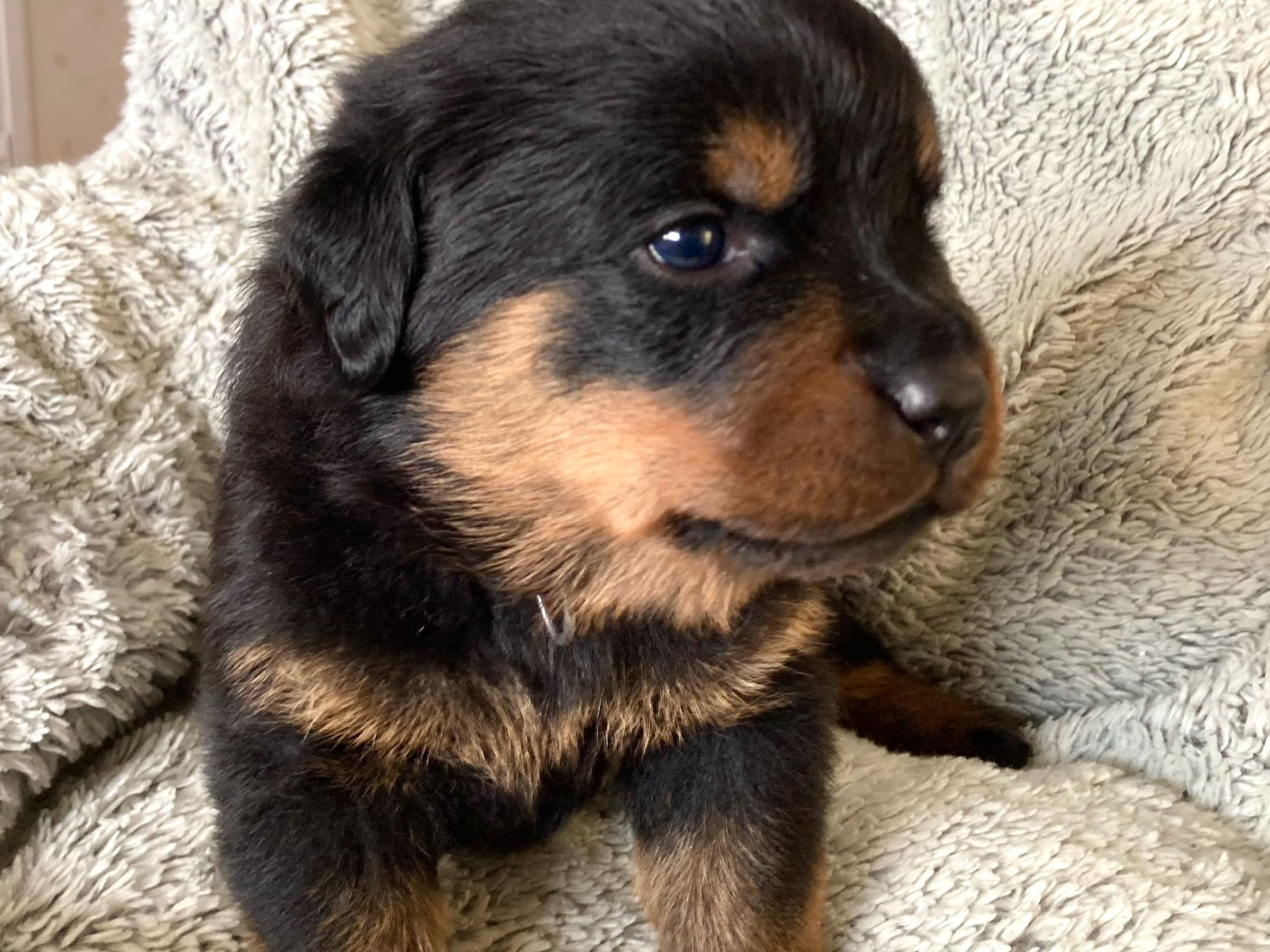 Rottweiler · 2025-12-21 · östervåla · Dexline's