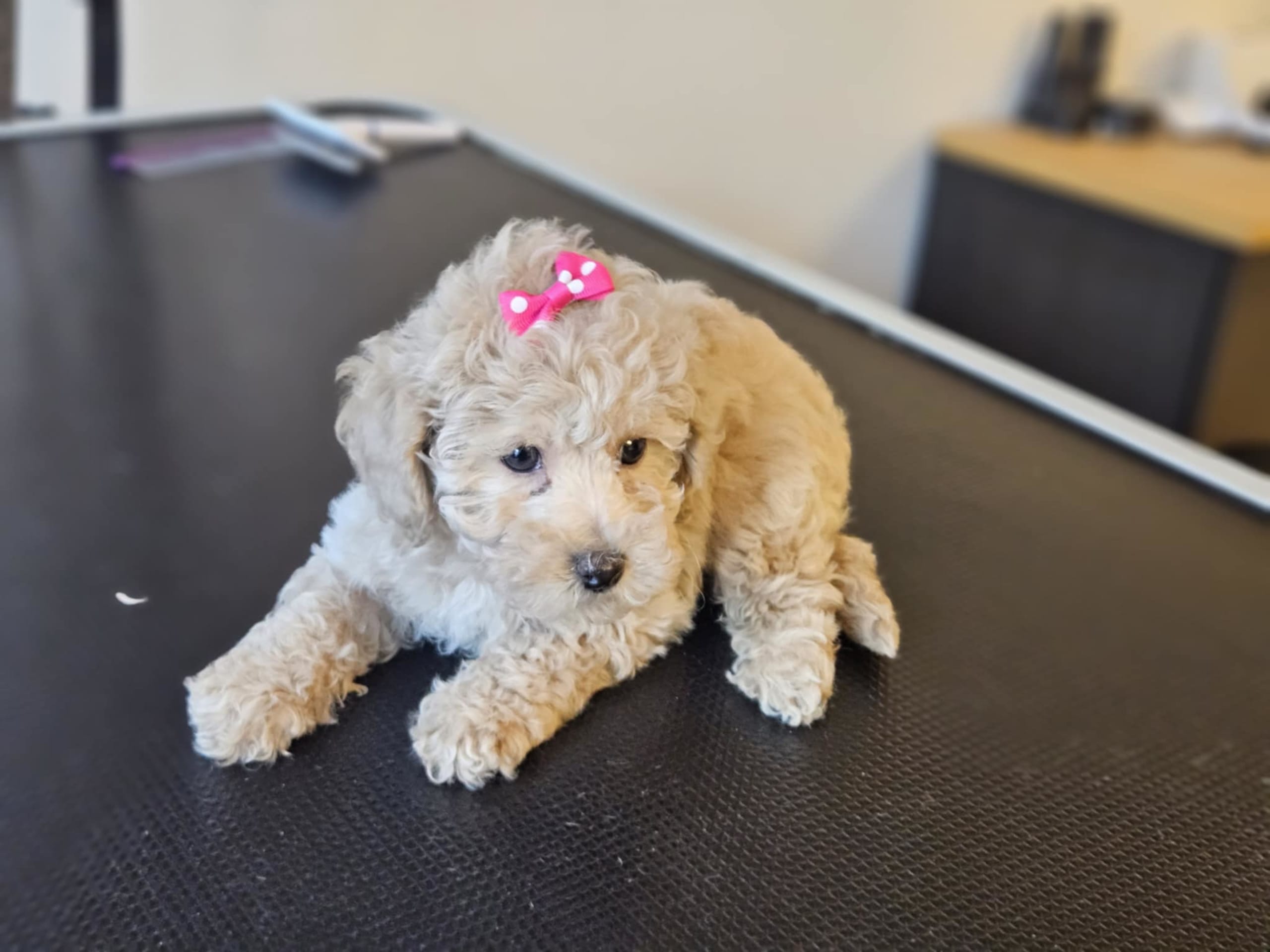 Miniature Poodle
