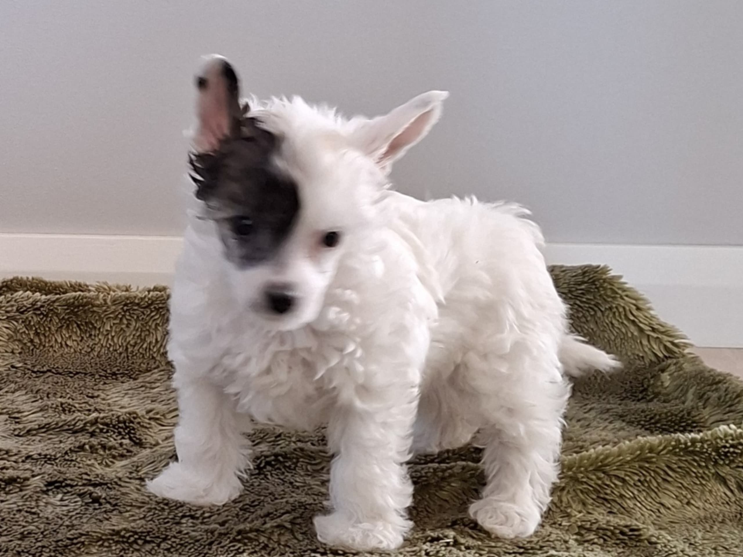 Chinese crested dog · 2026-01-15 · Torslanda · Krysolit