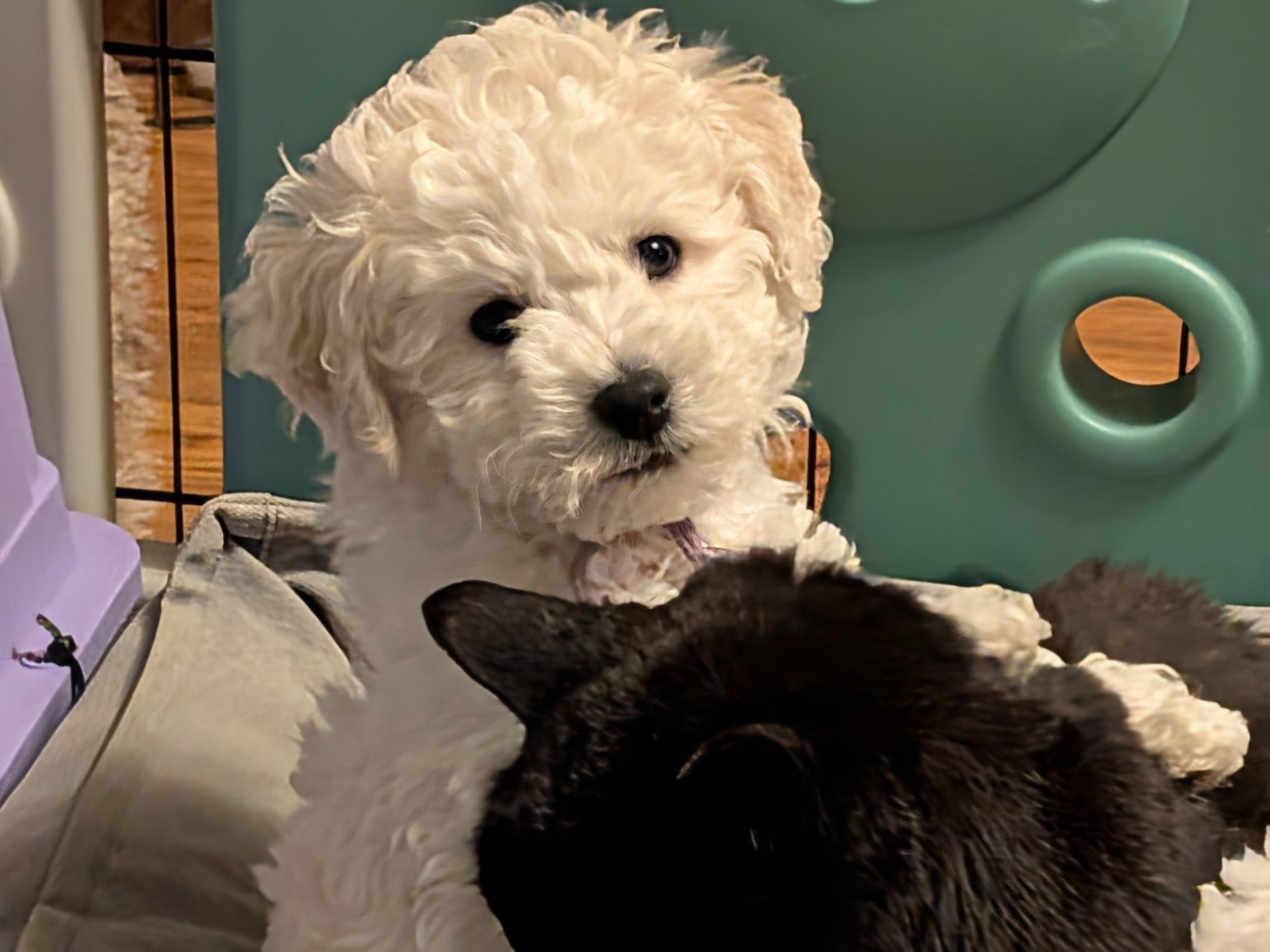 Bichon frisé · 2025-12-25 · Ersmark · Tjotte's