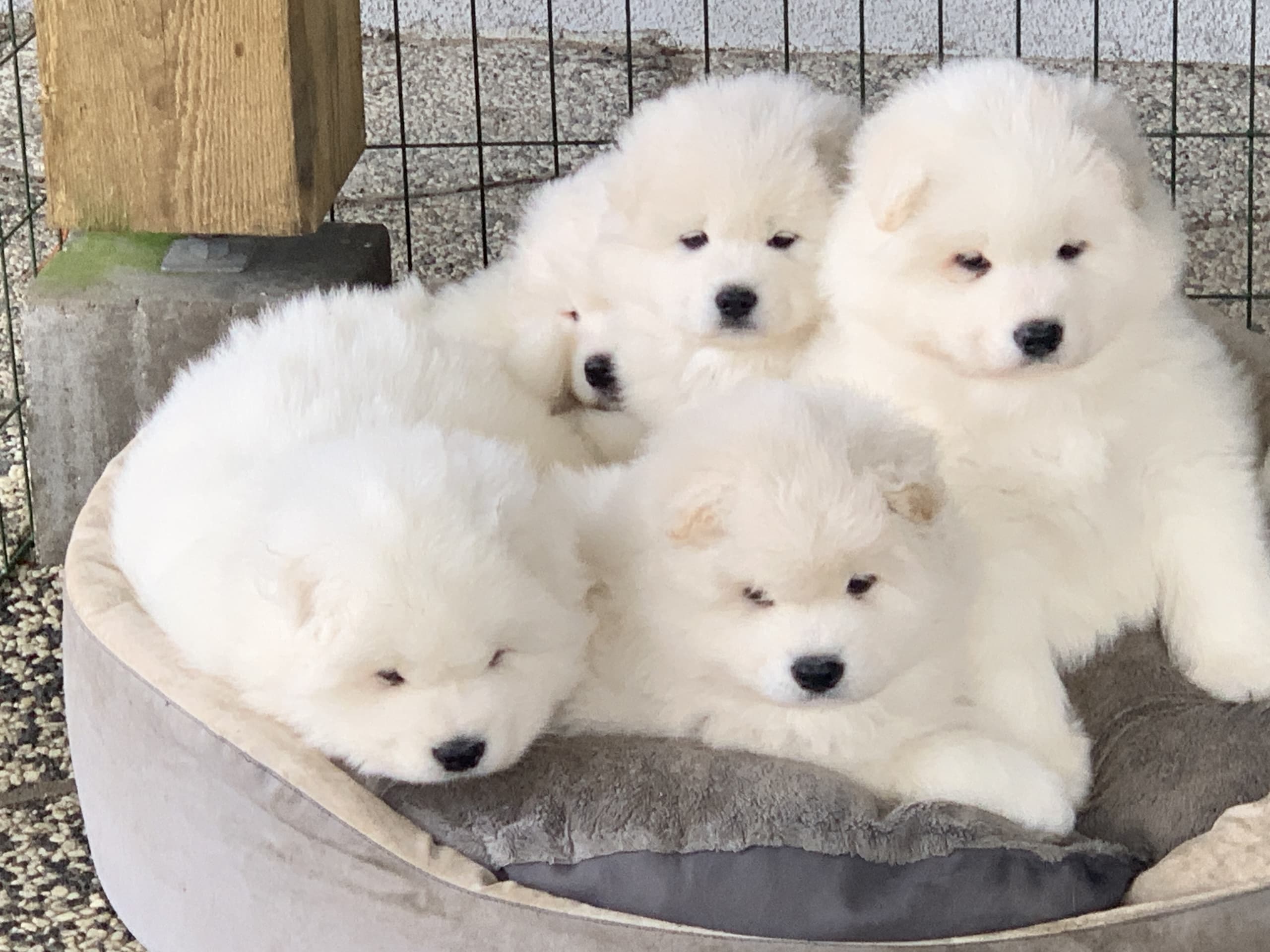 Samoyed · 2026-02-12 · Tingsryd · Przemyslaw P.