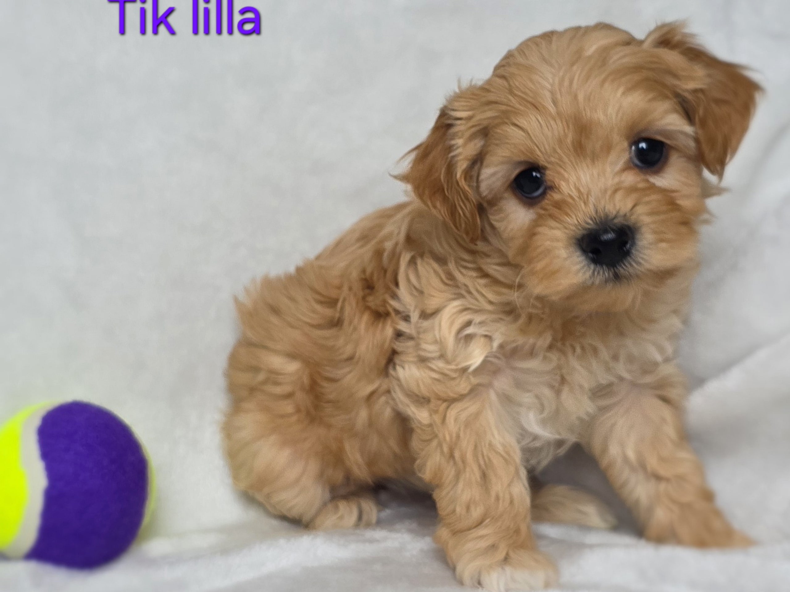 Maltipoo · 2025-12-22 · Perstorp · Andreea Maria P.