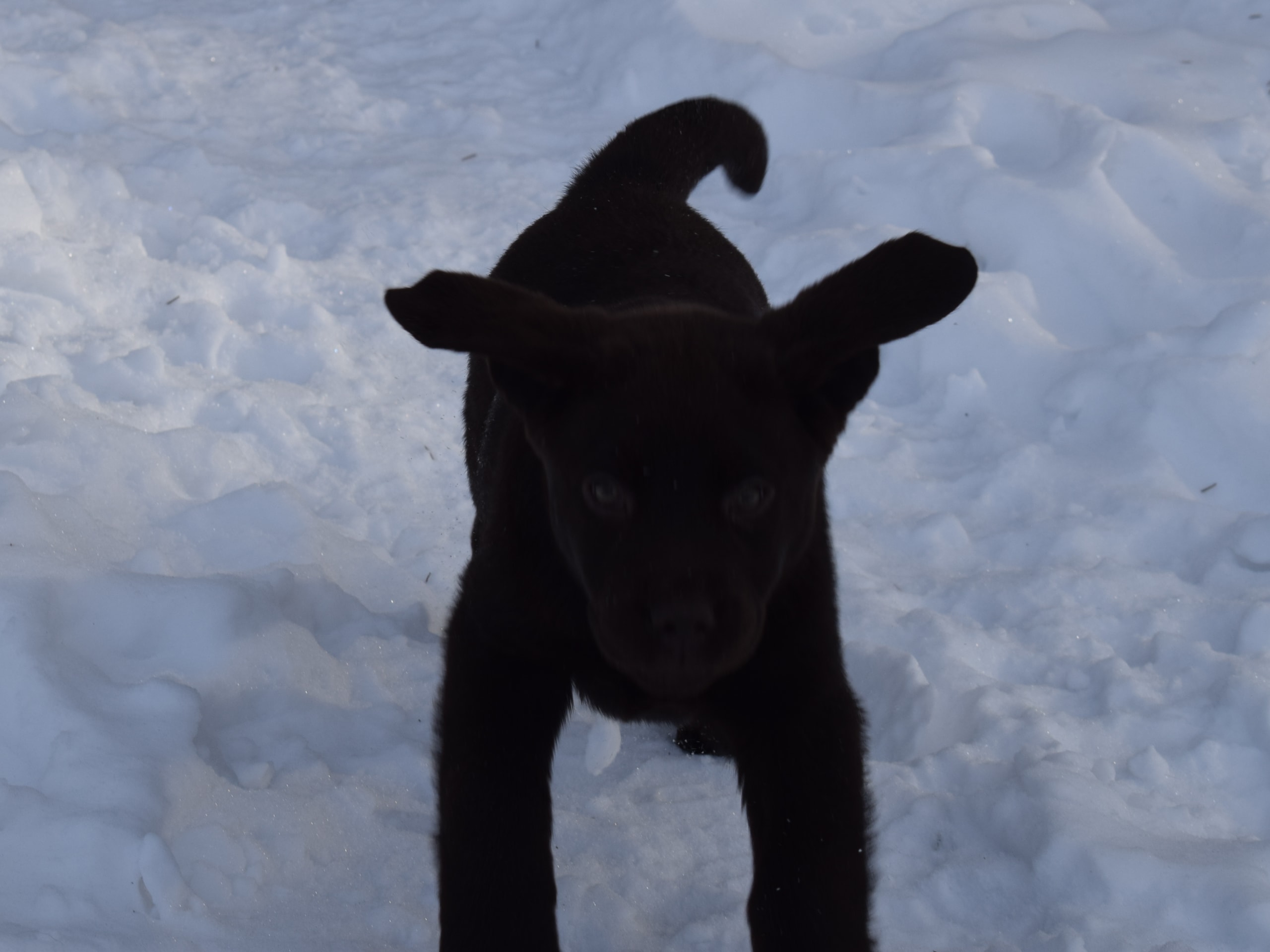 Labrador retriever · 2025-12-02 · Lindås · Lindås Nabben