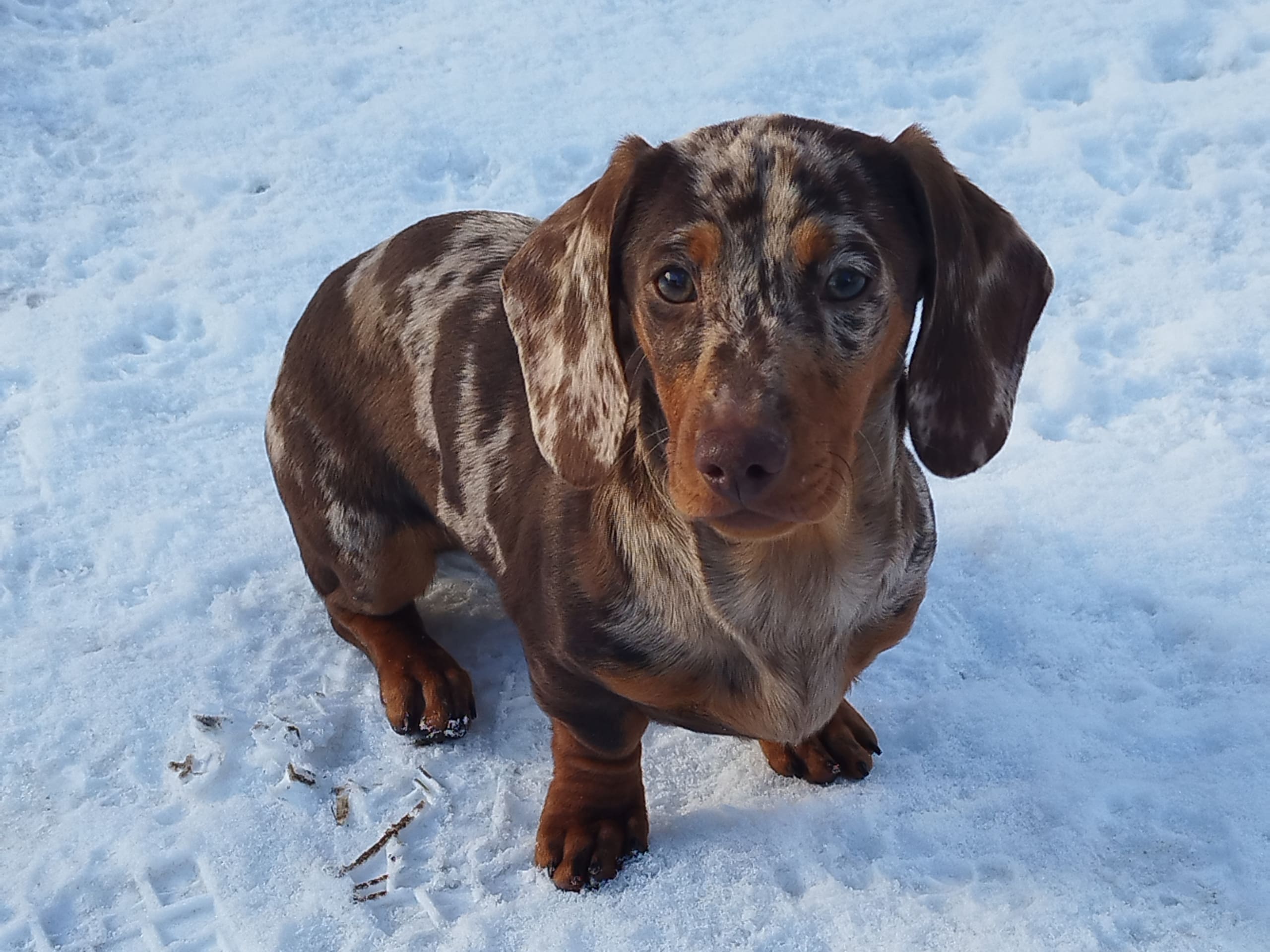 Dachshund · 2025-08-31 · Hjortkvarn · Hjortkvarns Cavapoo