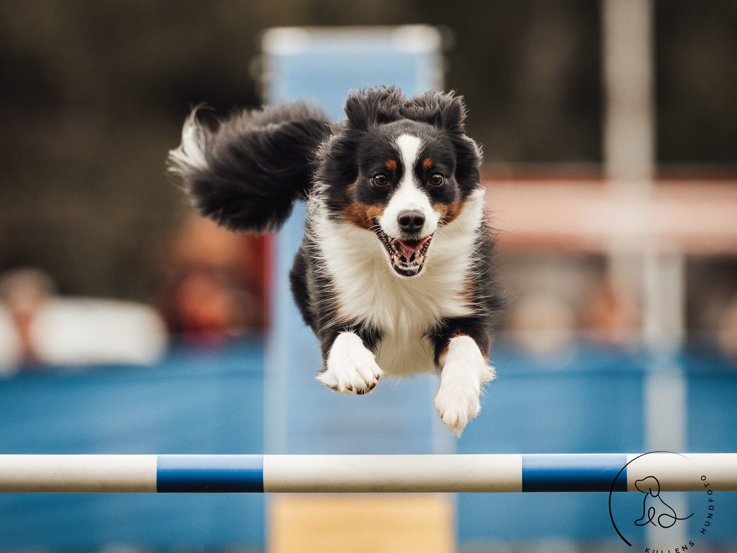 Miniature American Shepherd · 2026-01-14 · Lövestad · Emma N.