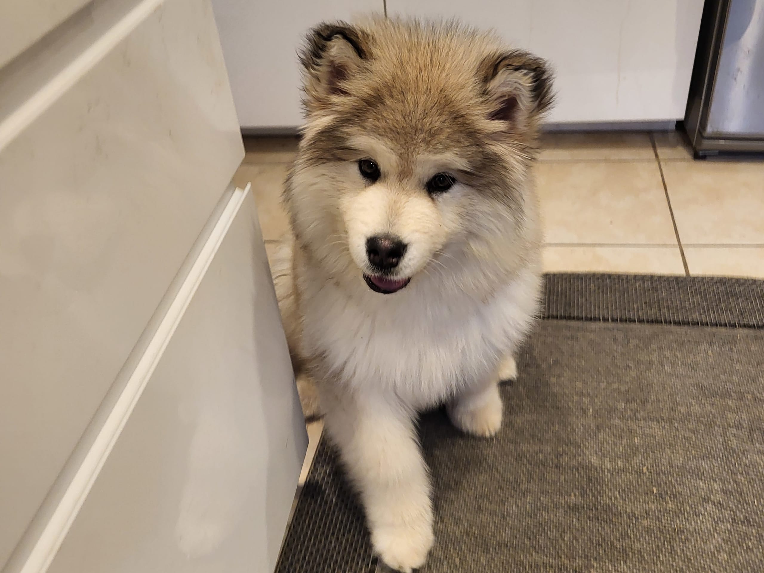 Alaskan Malamute