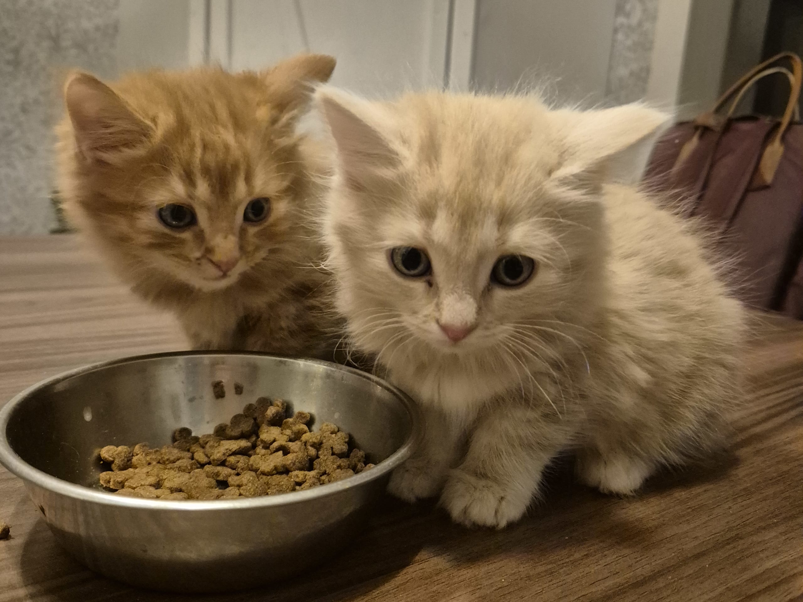 Blandras · 2025-11-03 · Malå · Helena H.