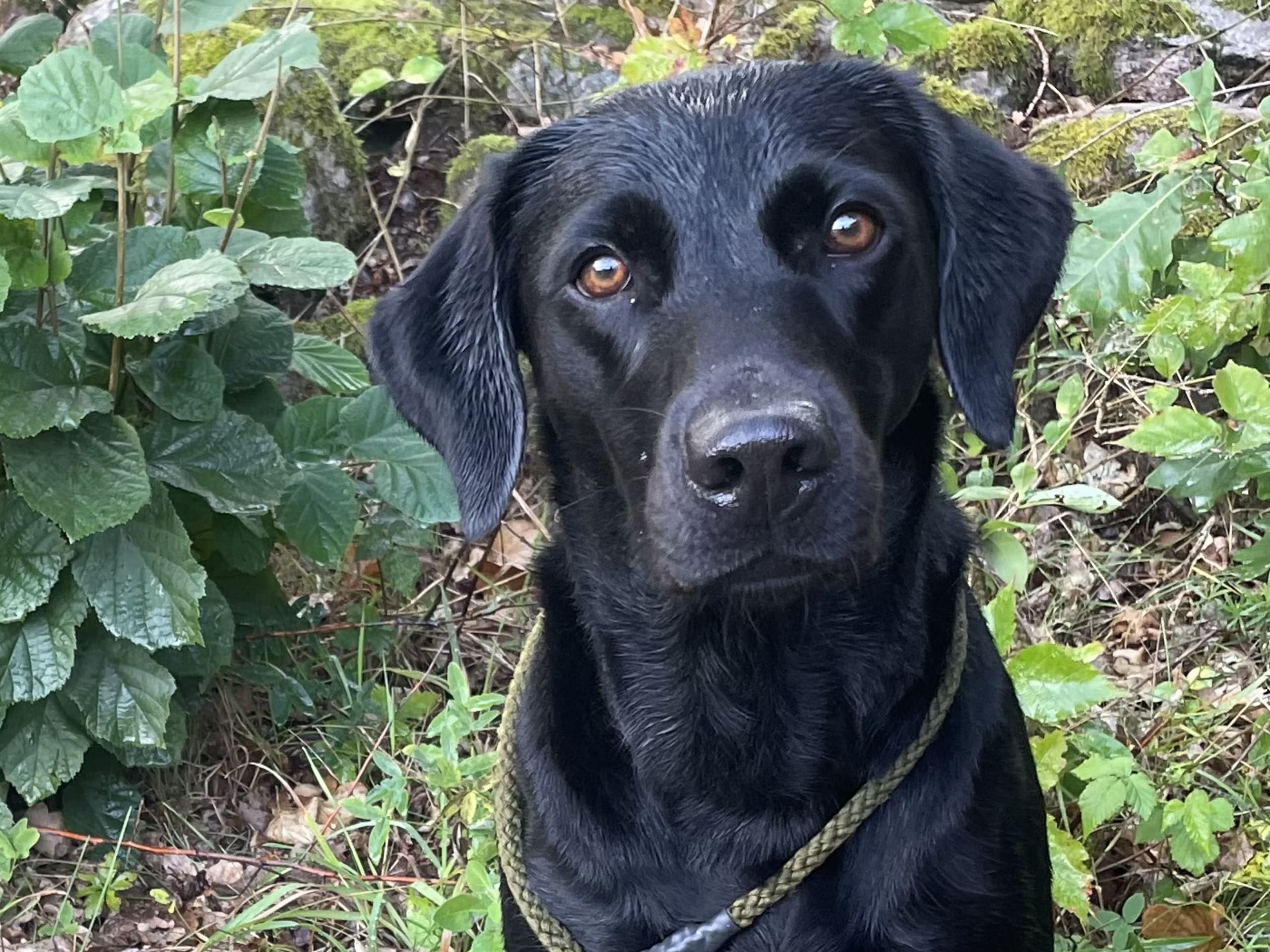 Labrador Retriever · 2026-05-01 · Degeberga · Björktäppans