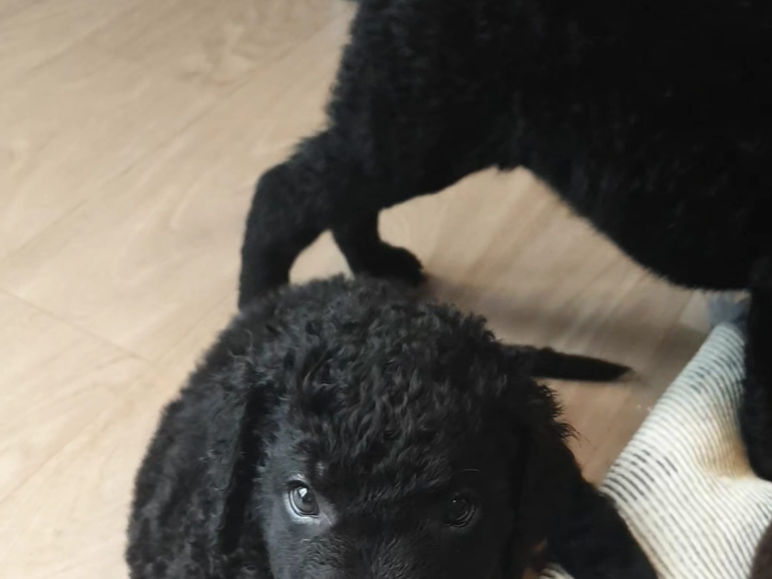Curly Coated Retriever