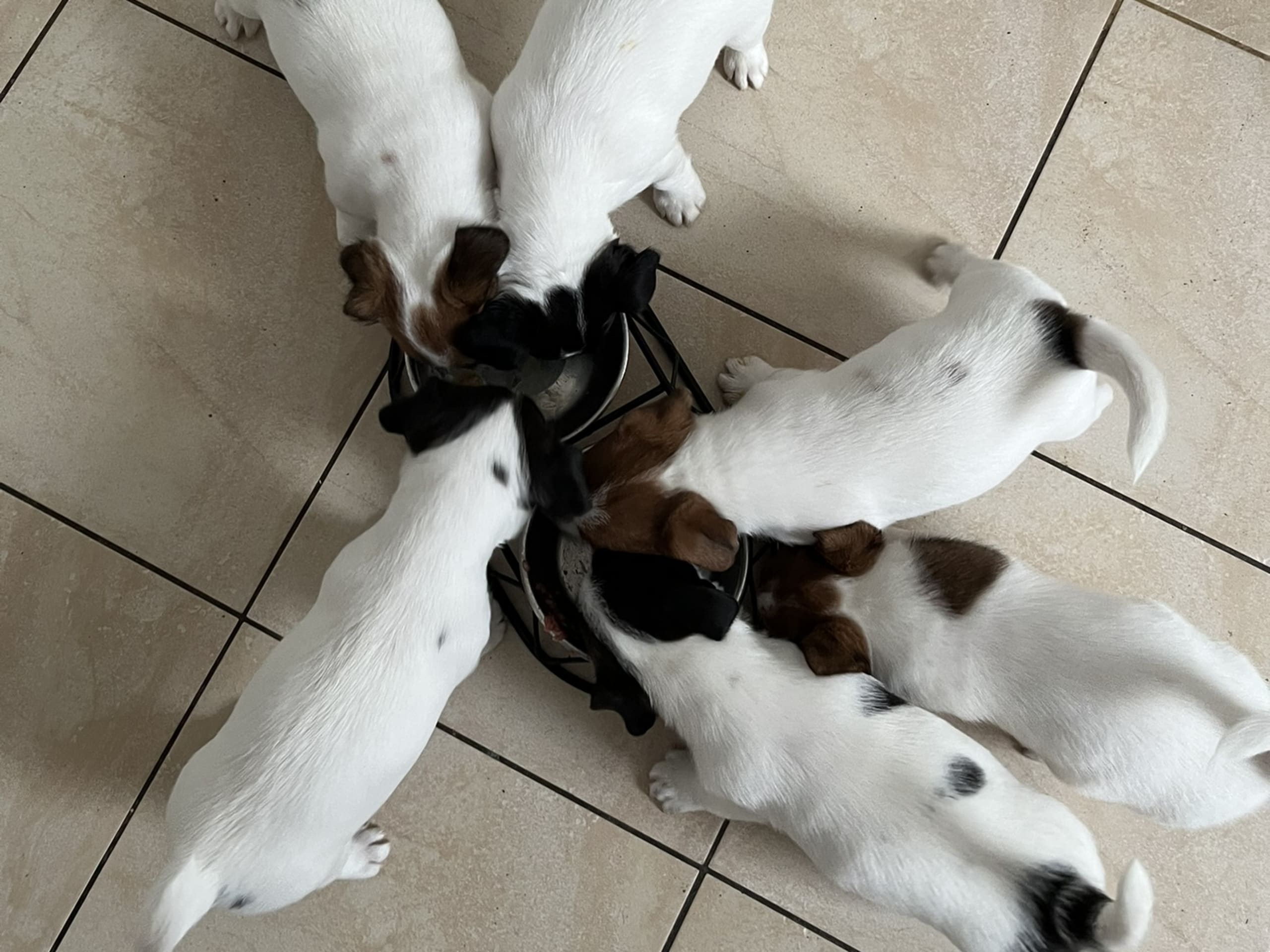 Jack Russell Terrier · 2025-12-23 · Ytterby · Cahabas