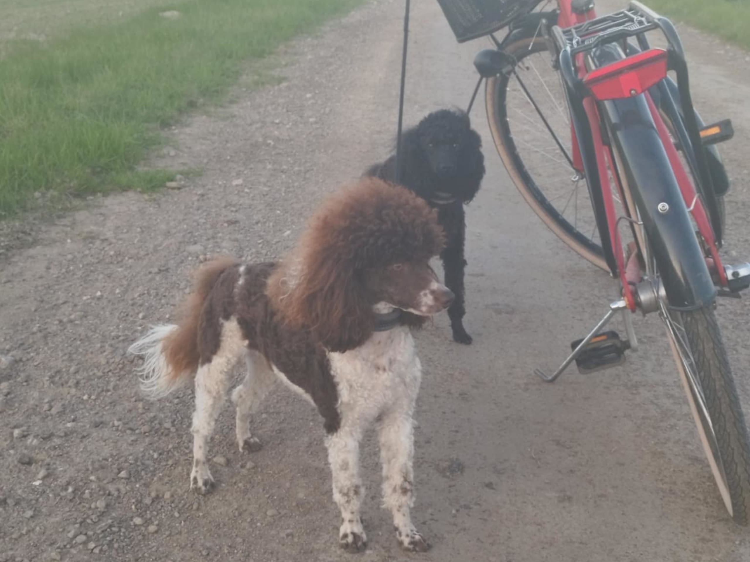 Pudel Mellan · 2022-01-01 · Hjortkvarn · Hjortkvarns Cavapoo