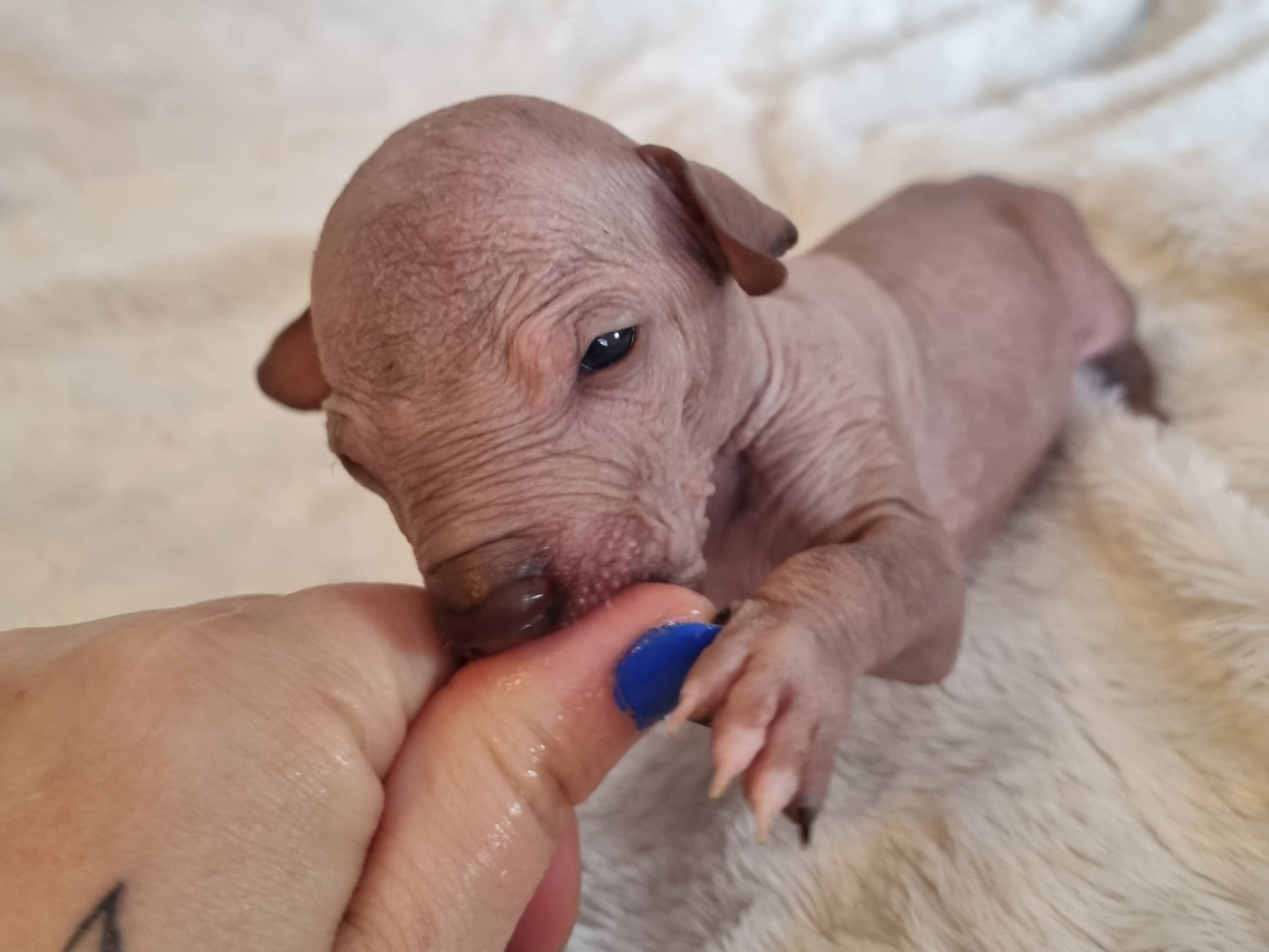 Xoloitzcuintle · 2026-01-29 · Hägersten · Heart Of Meijius