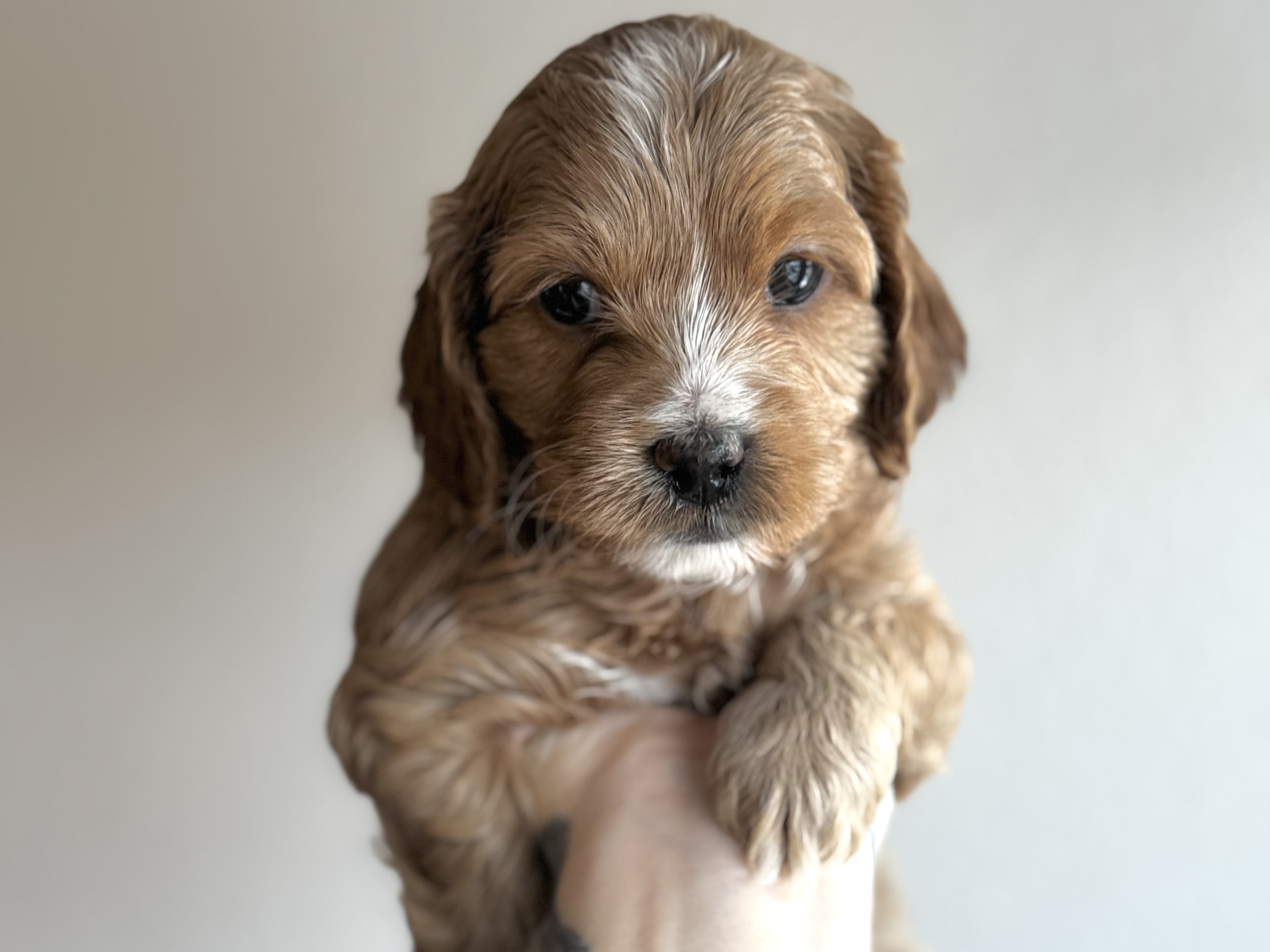 Cockerpoo · 2025-12-30 · Höör · Royalcockerpoo