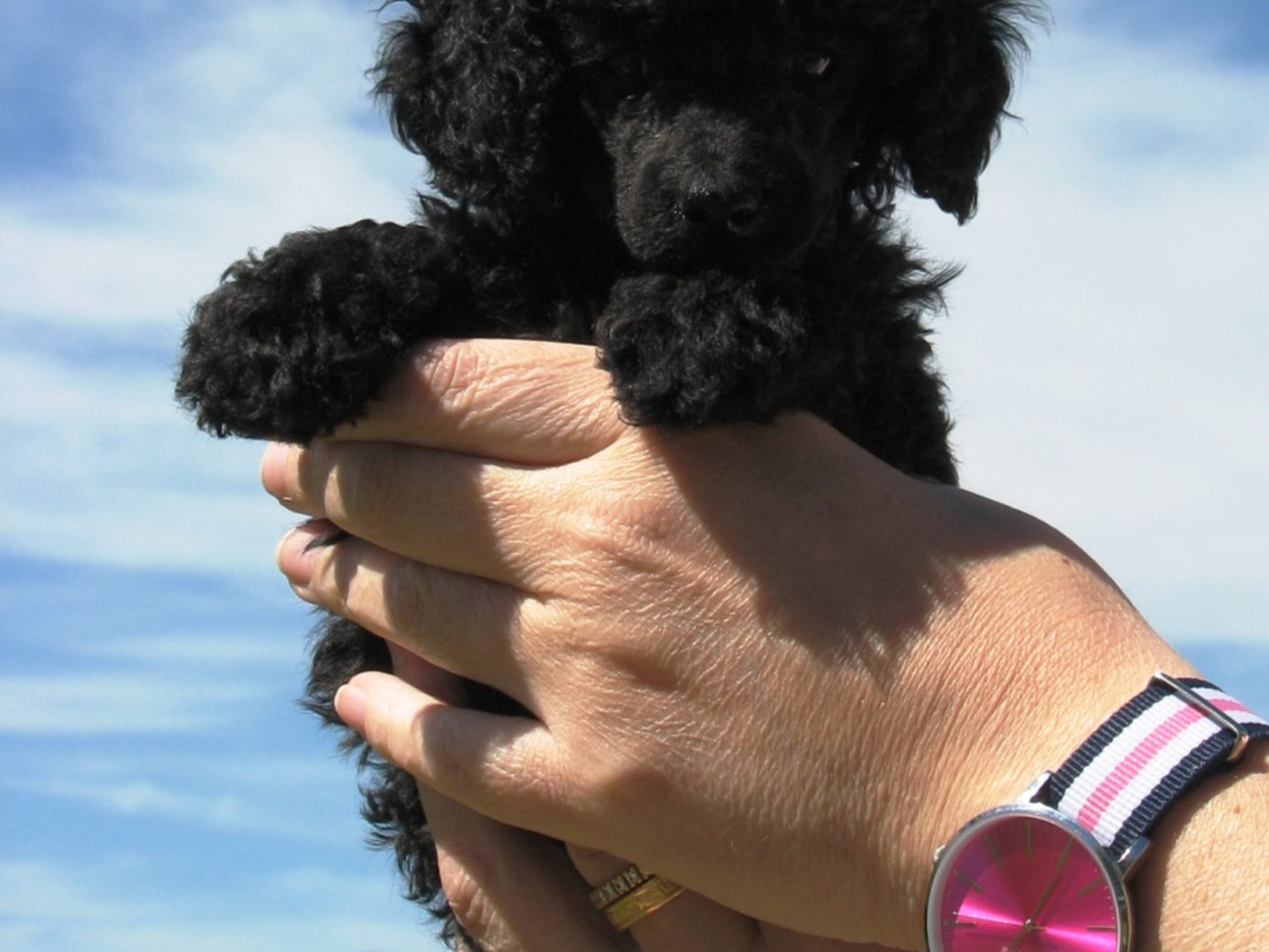 Miniature Poodle · 2025-12-11 · Nossebro · Pappersdrakens