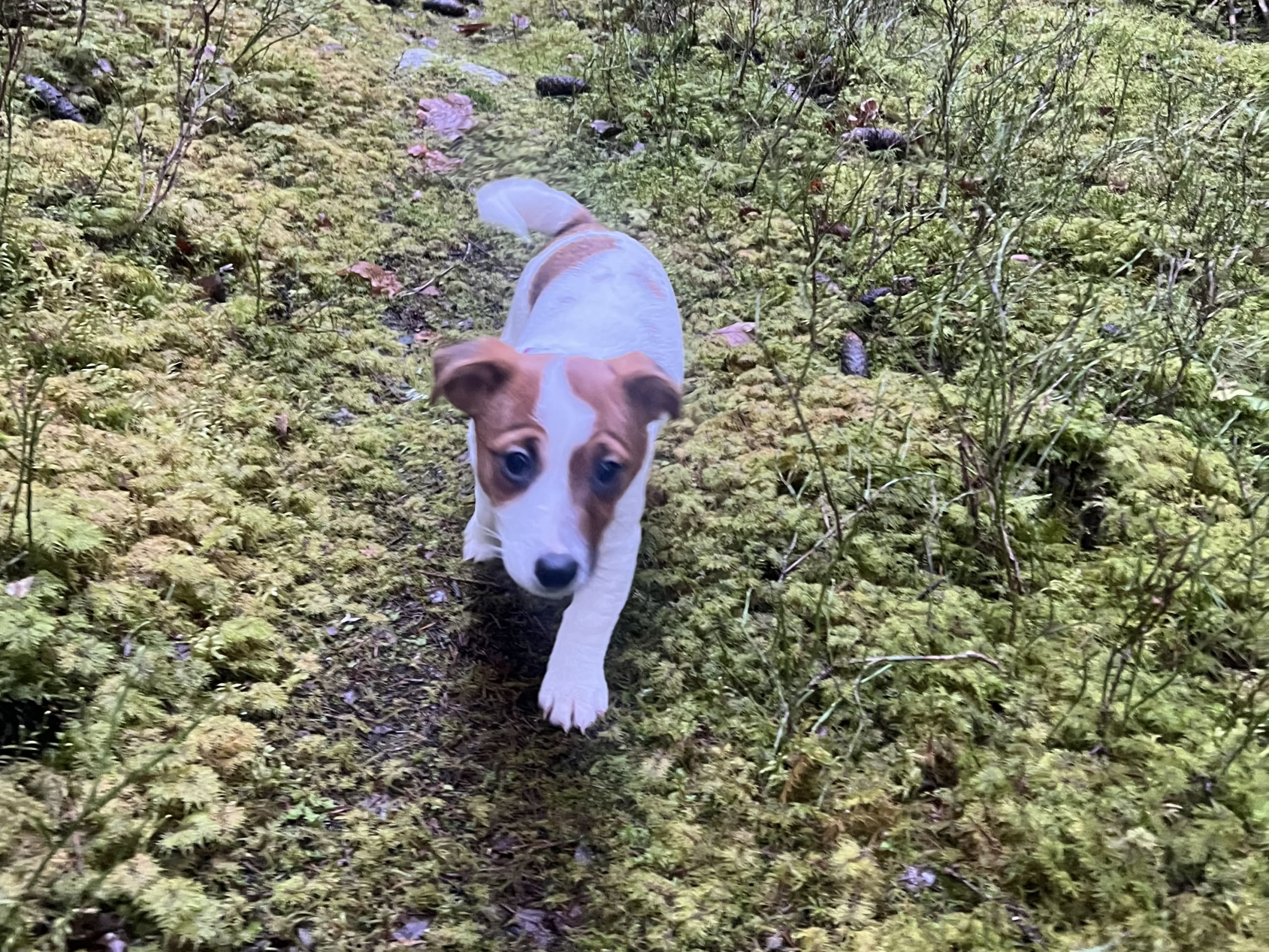 Jack russell terrier · 2025-09-18 · Danderyd · Djursholms tassar