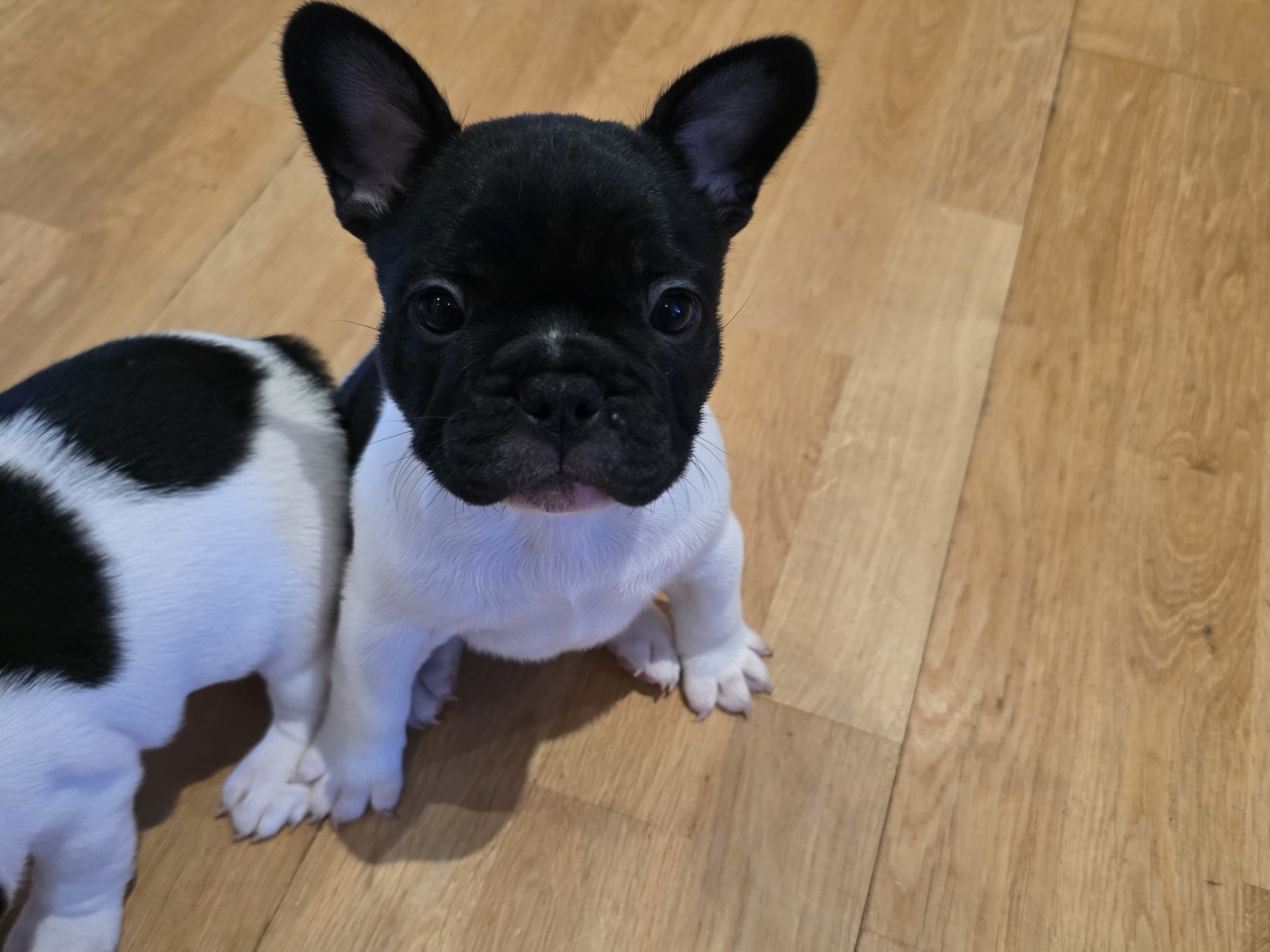 French Bulldog
