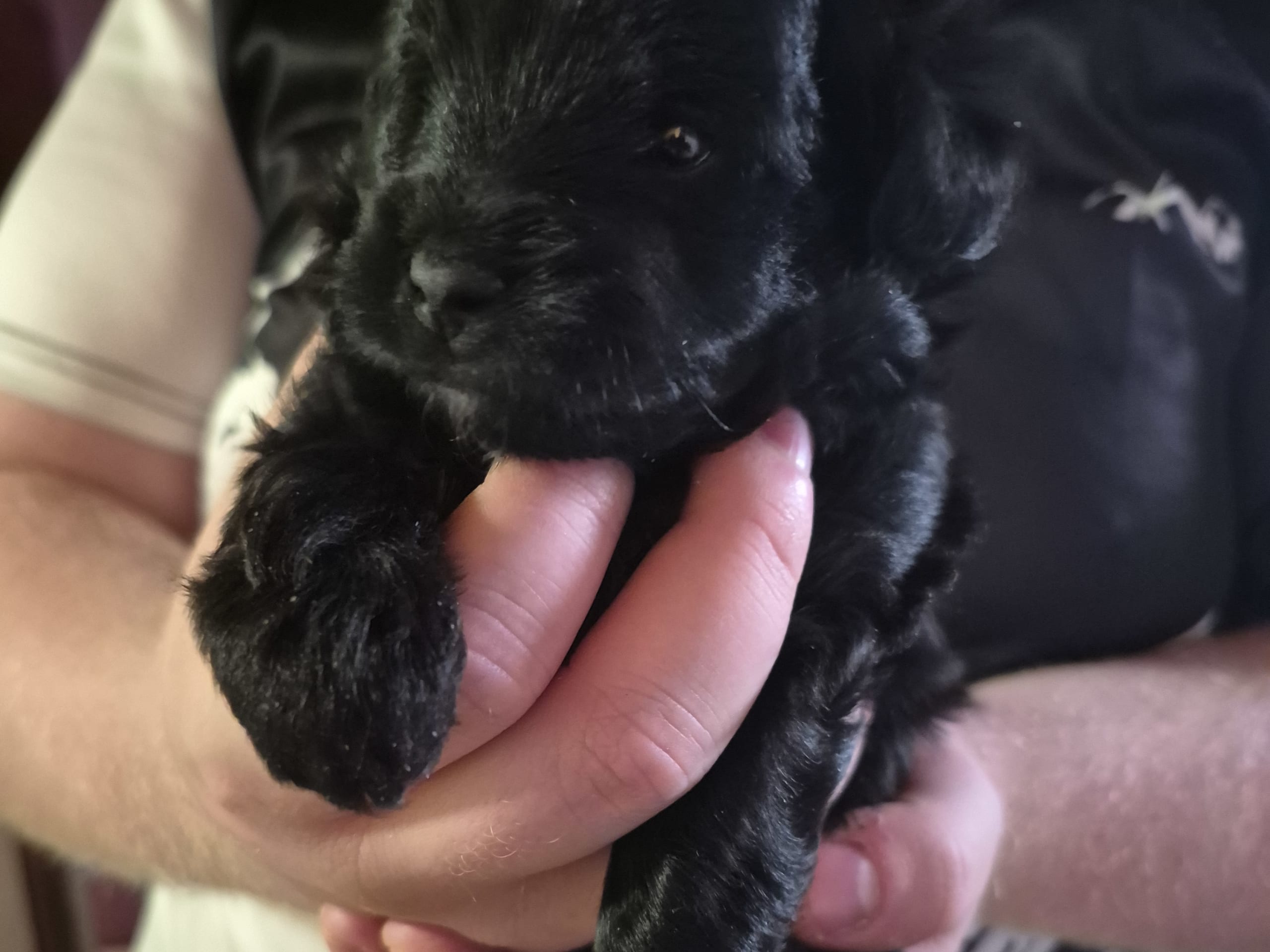 Blandras · 2026-01-25 · Sköldinge · Pomapoo