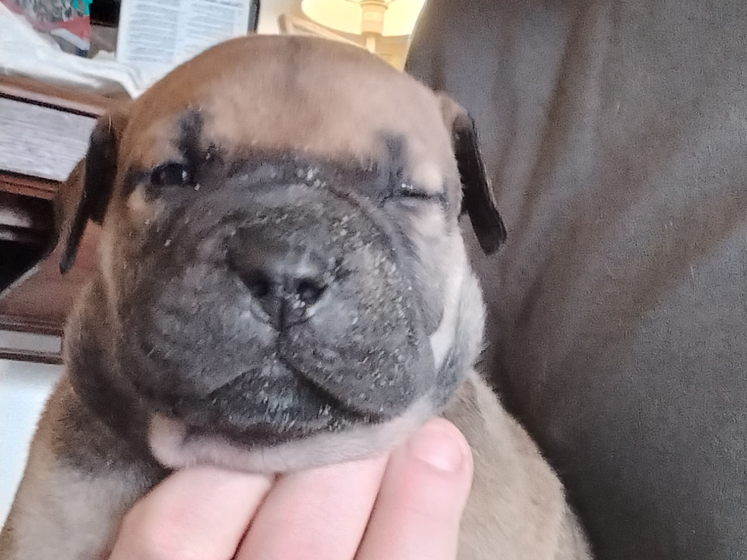 Boerboel · 2026-02-20 · Fredrikstad · Boergarden boerboels