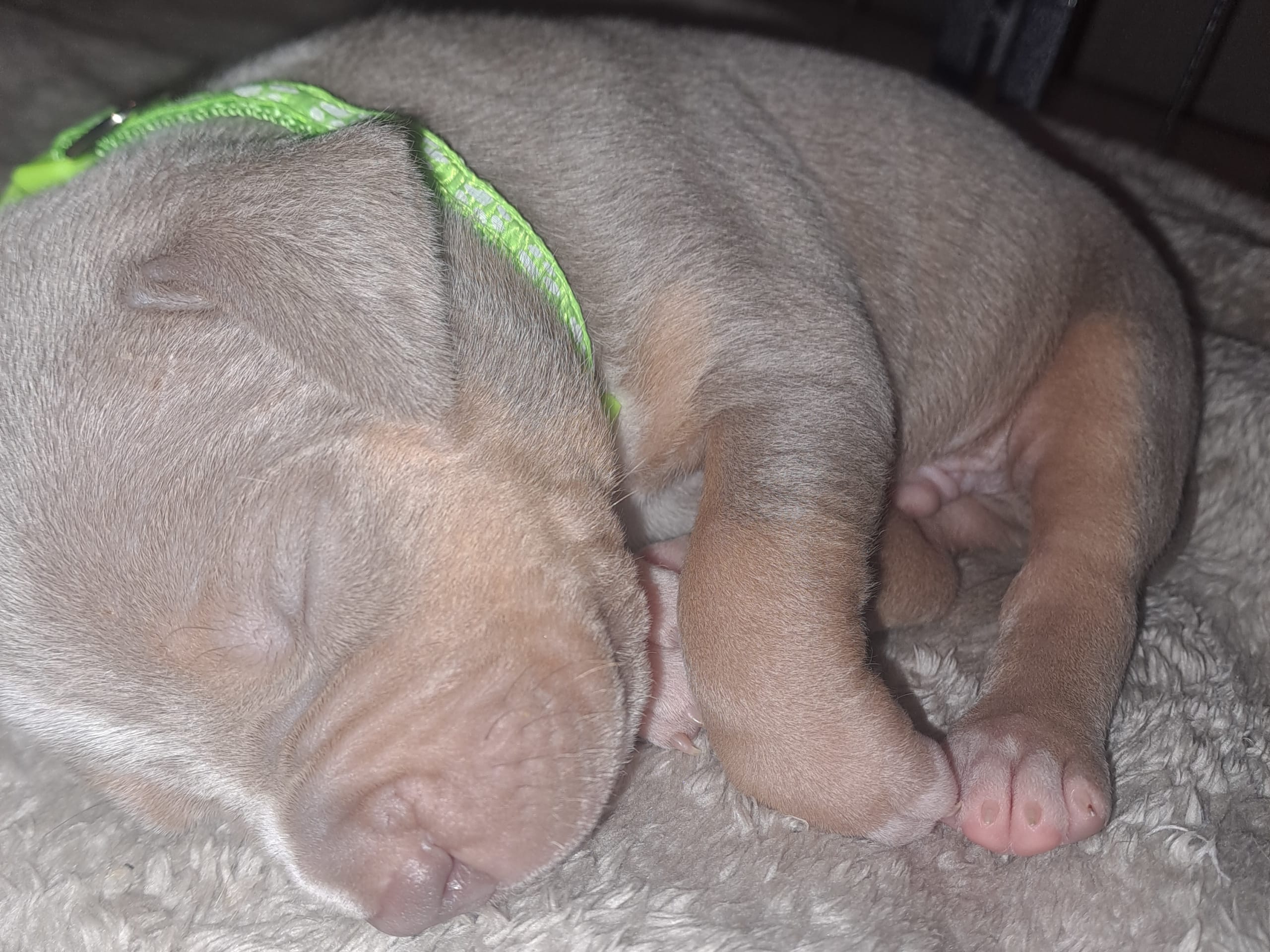 American bully · 2026-02-16 · Torshälla · Emelie R.