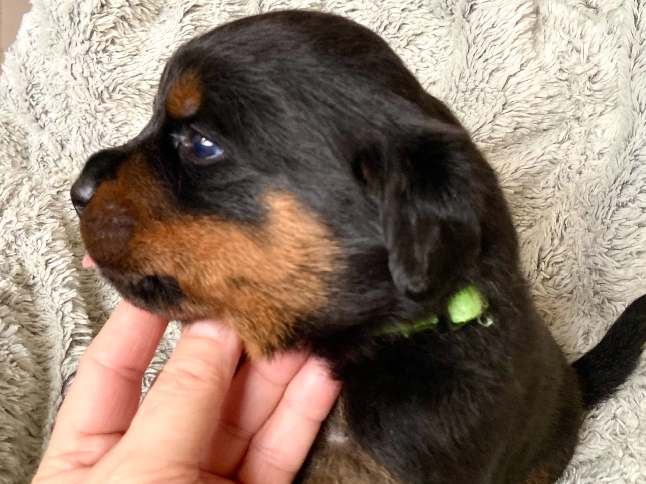 Rottweiler · 2025-12-21 · östervåla · Dexline's