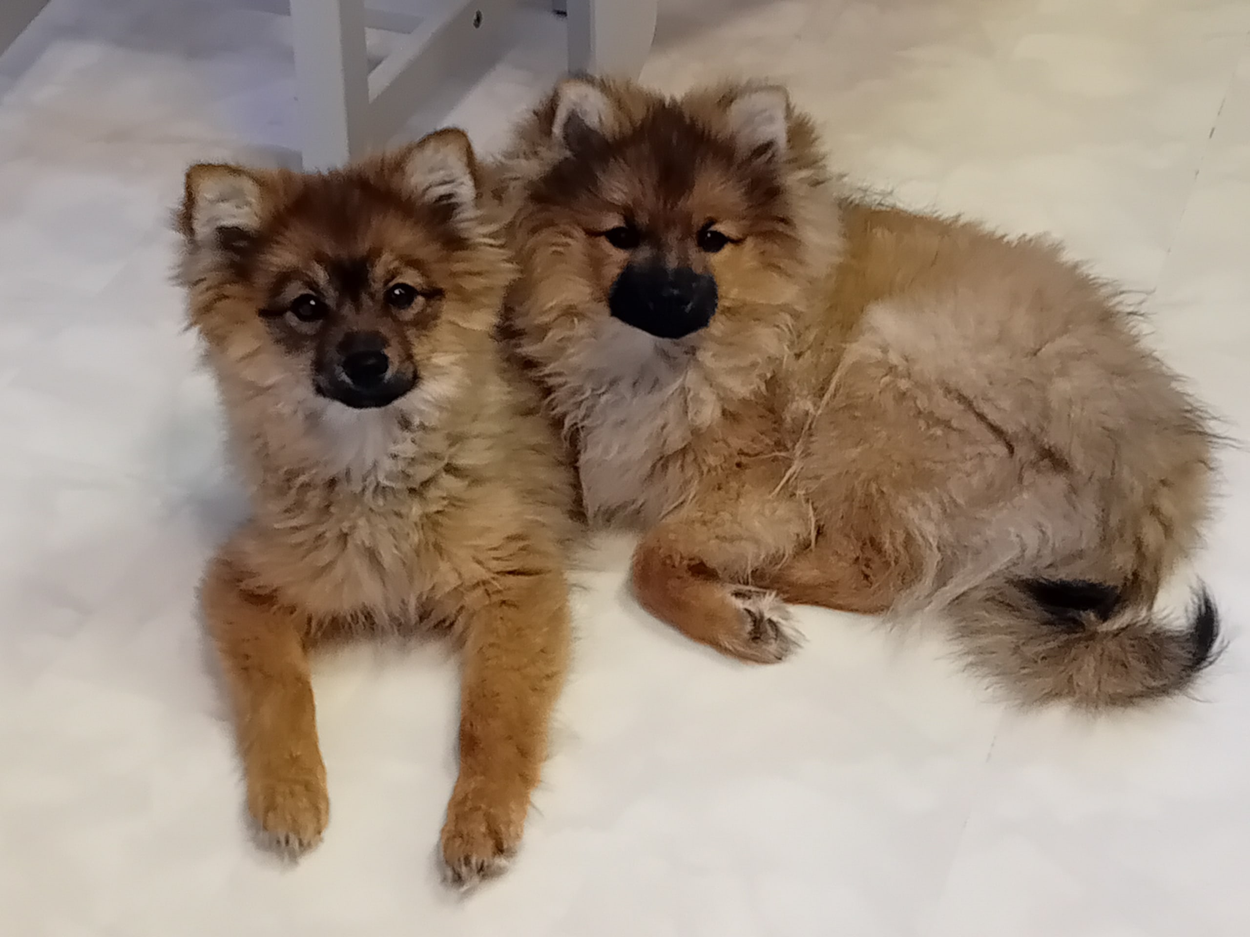 German Spitz – Mittelspitz · 2025-09-02 · Sköllersta · Vinåsens