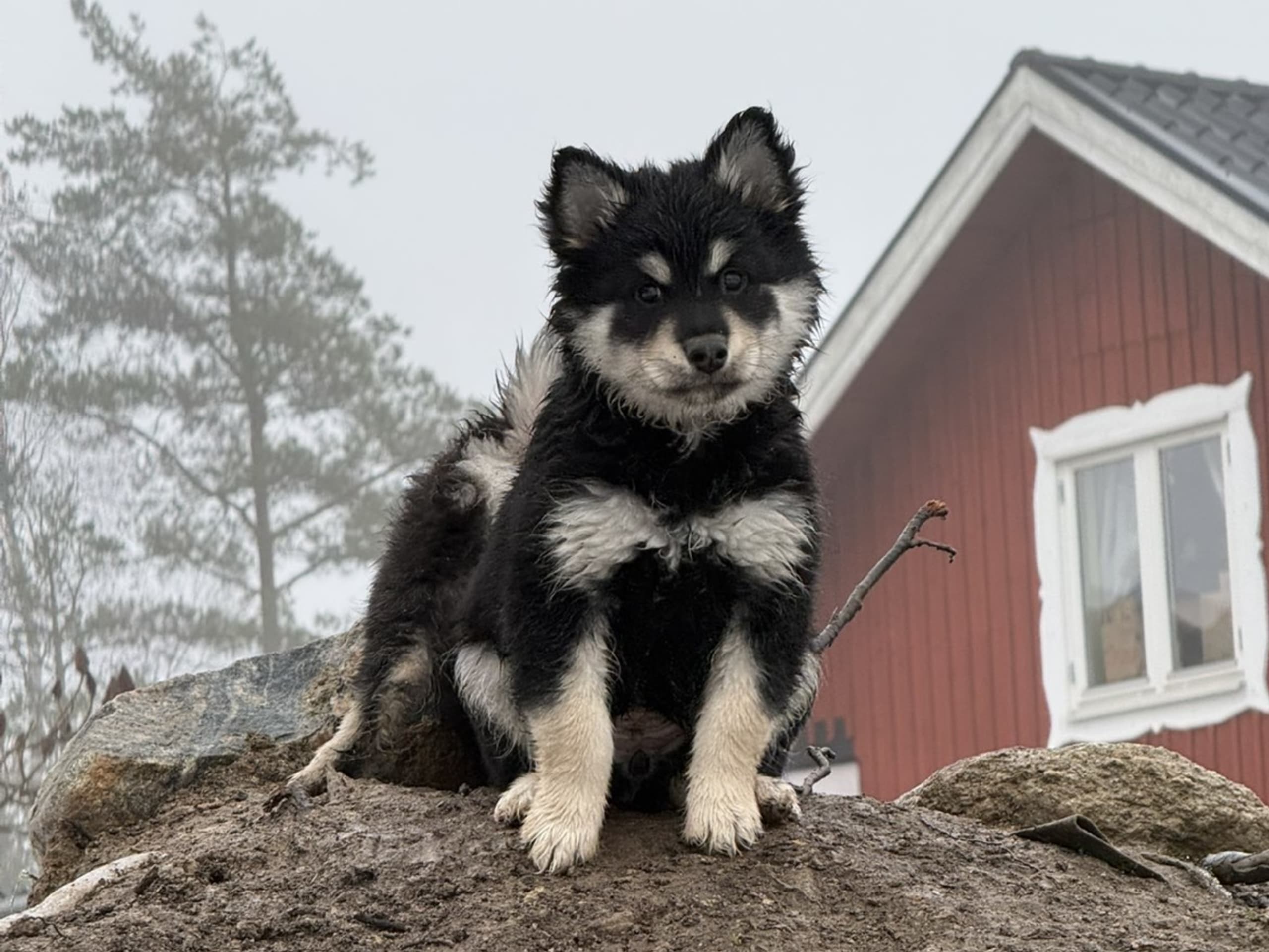 Finnish Lapphund