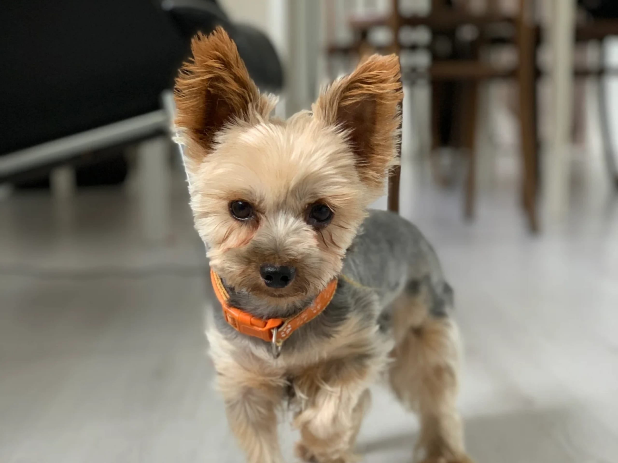Yorkshire Terrier · 2022-04-25 · Länghem · Iunona Artemis