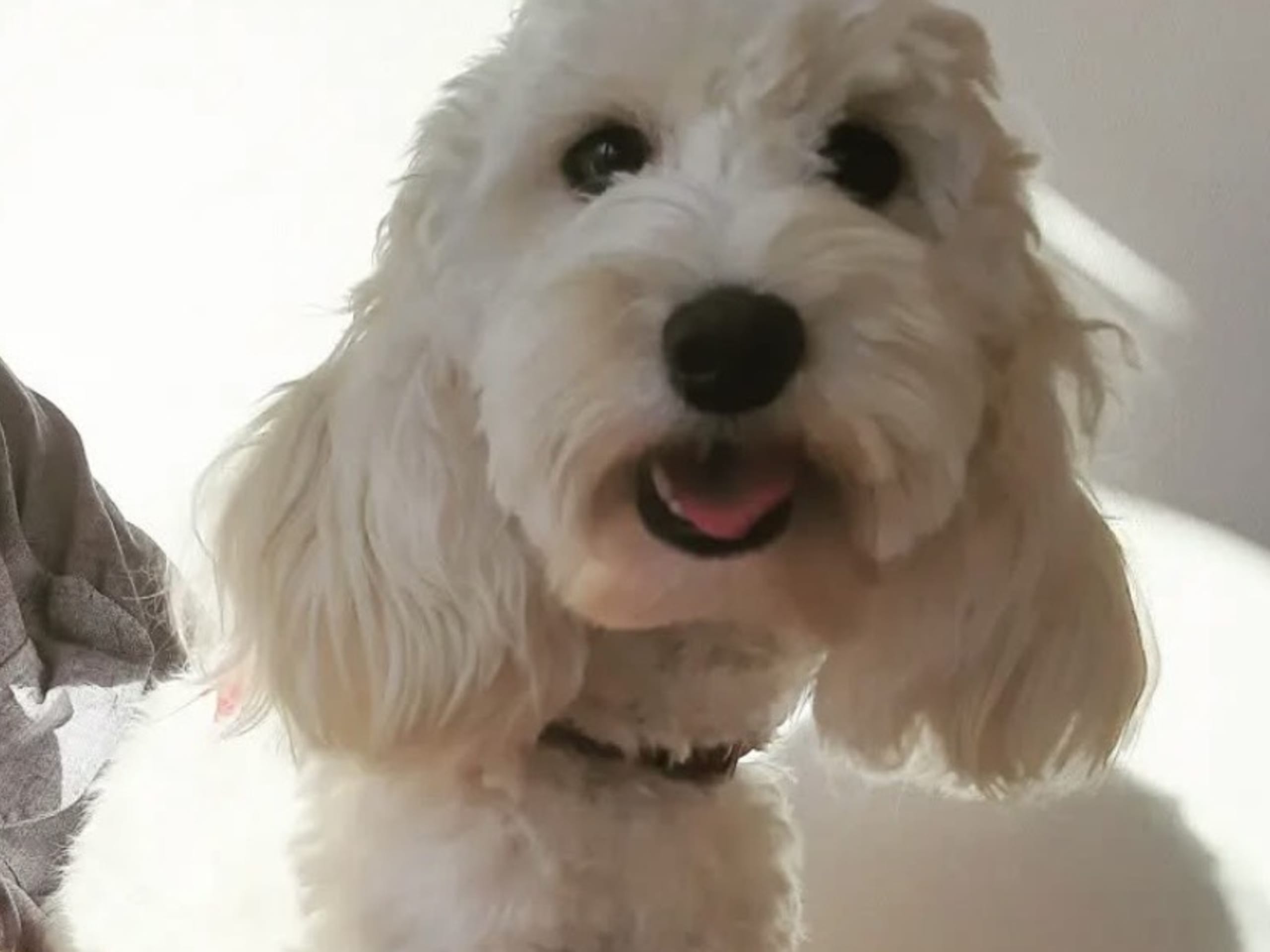 Cockerpoo · 2026-02-03 · Bjuråker · Lundatorpet