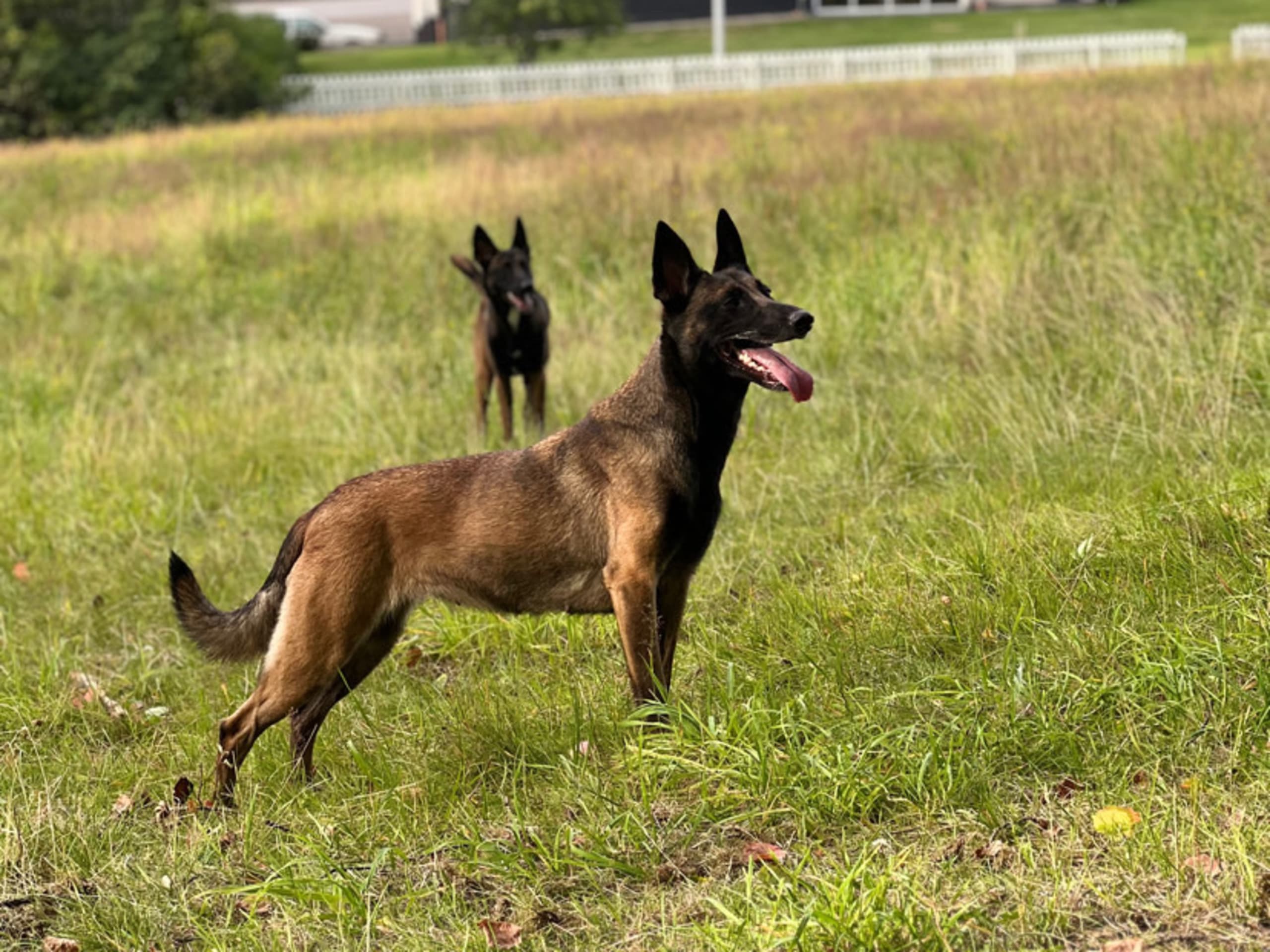 Belgisk vallhund – malinois · 2025-12-20 · Tranemo · Korab B.