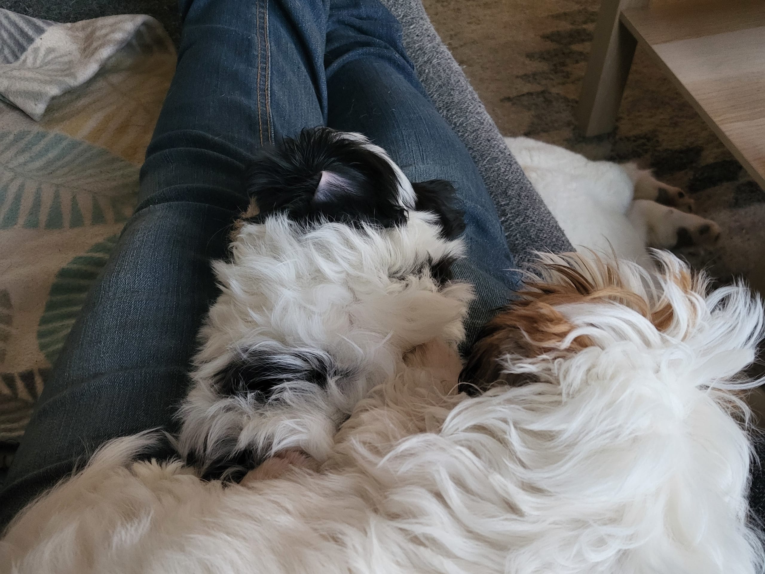 Blandras · 2025-09-11 · Ljungbyhed · My Sweet Monster