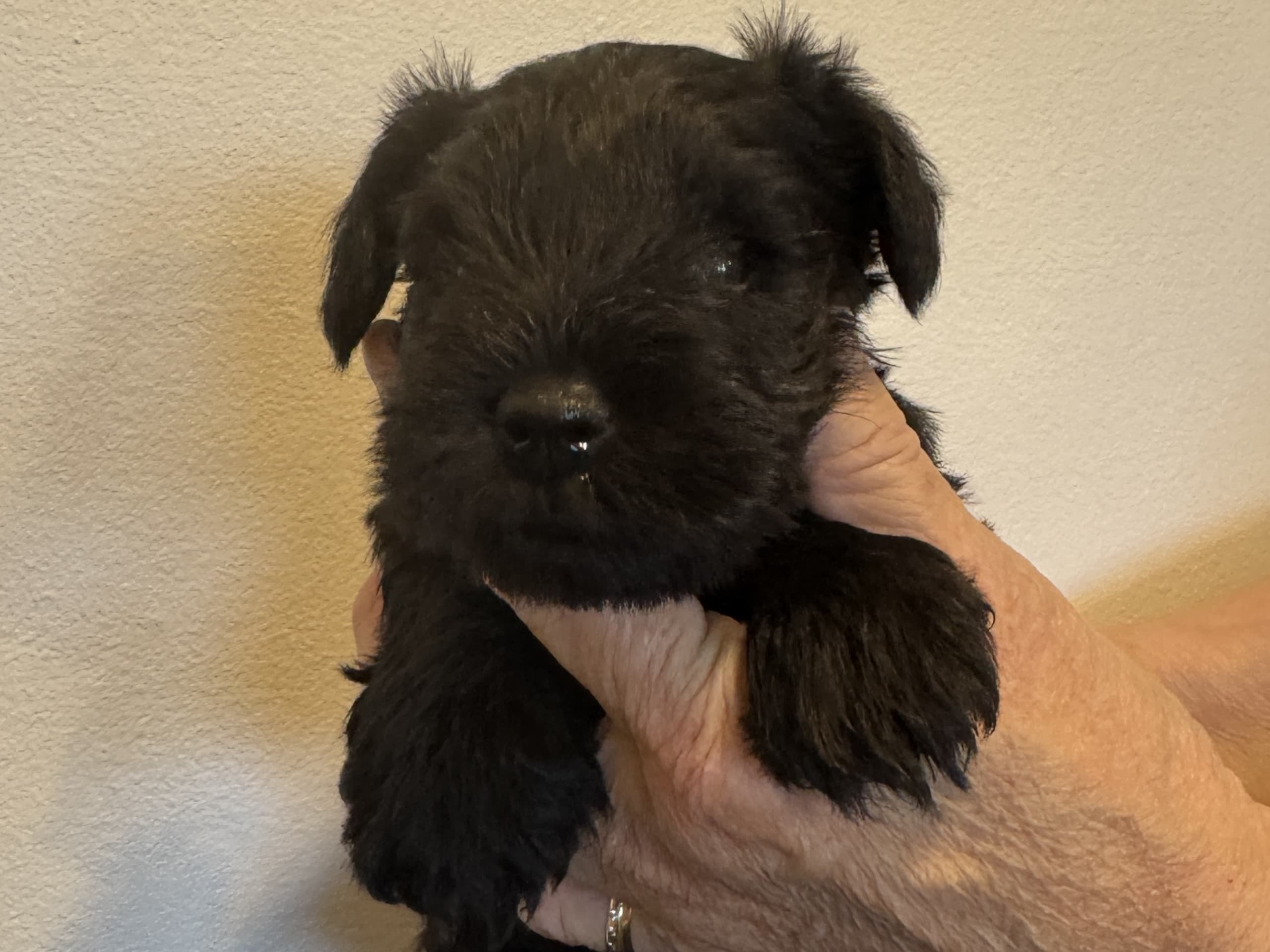 Miniature Schnauzer · 2025-12-20 · Ystad · Tinghofs