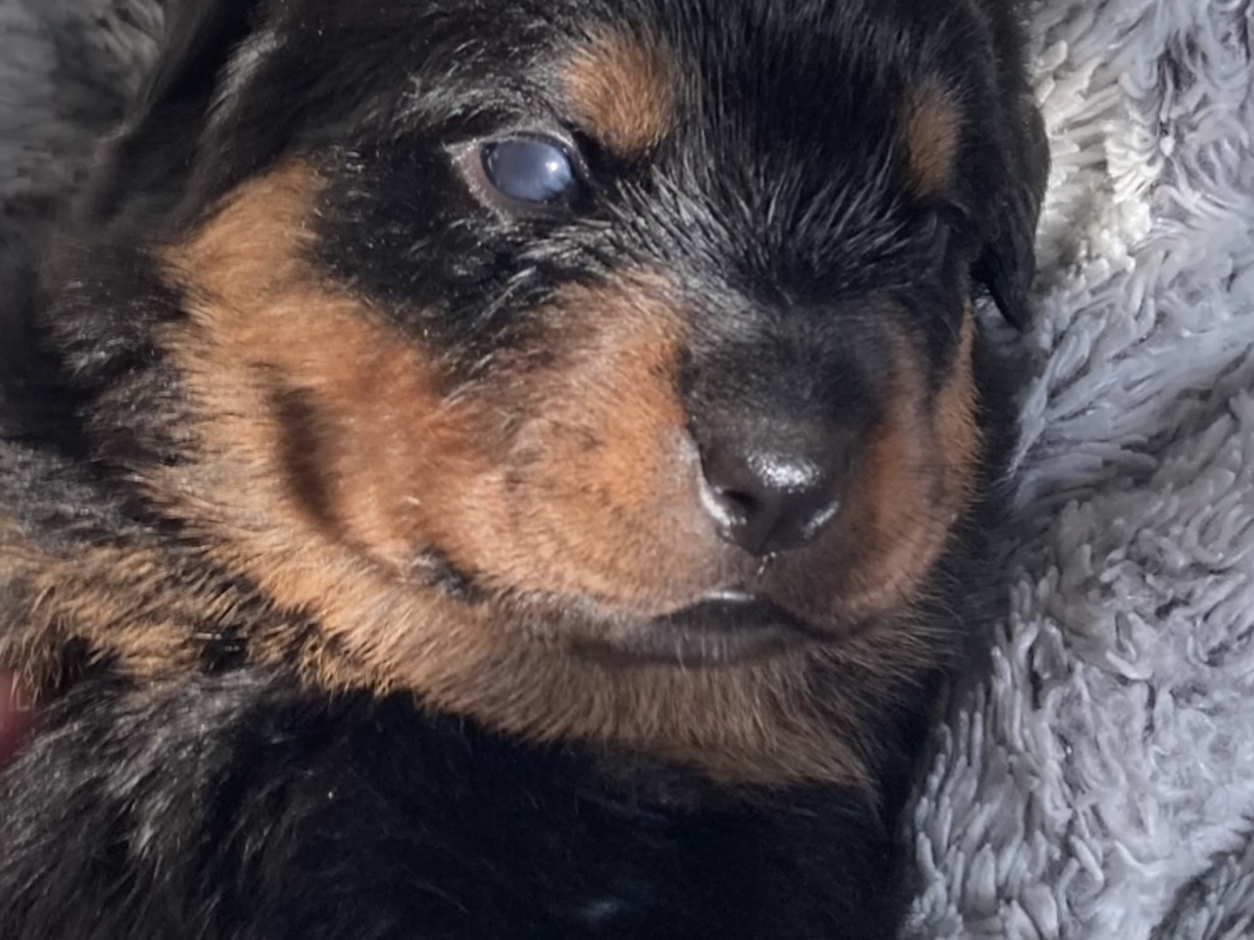 Rottweiler · 2025-12-21 · östervåla · Dexline's