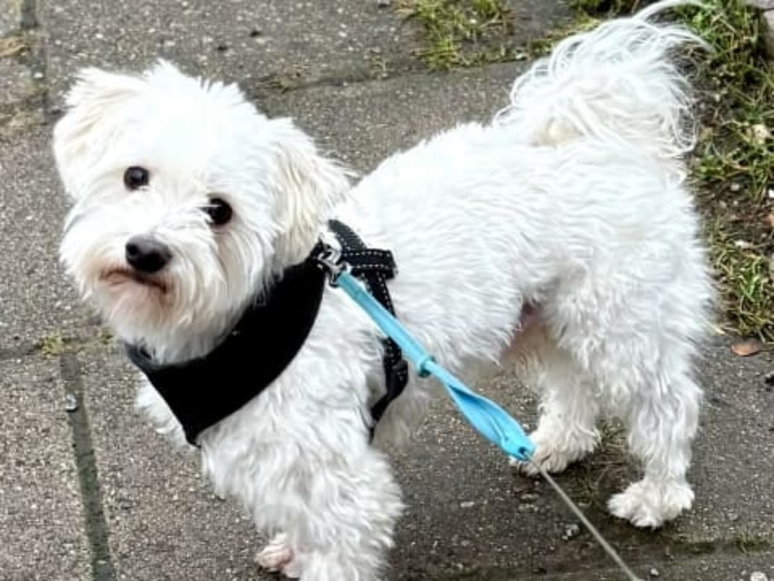 Malteser · 2026-02-15 · Stockholm · Gabriella M.