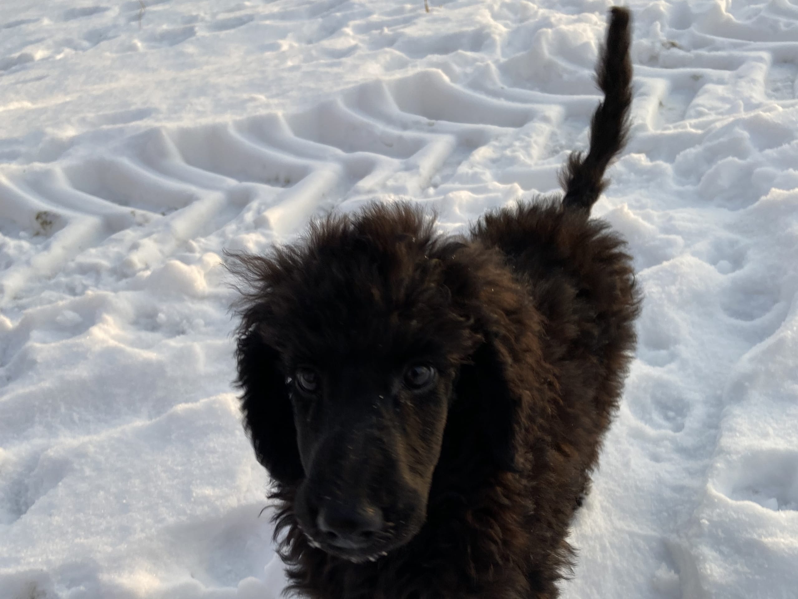 Standard Poodle · 2025-12-04 · Nol · Amanda S.