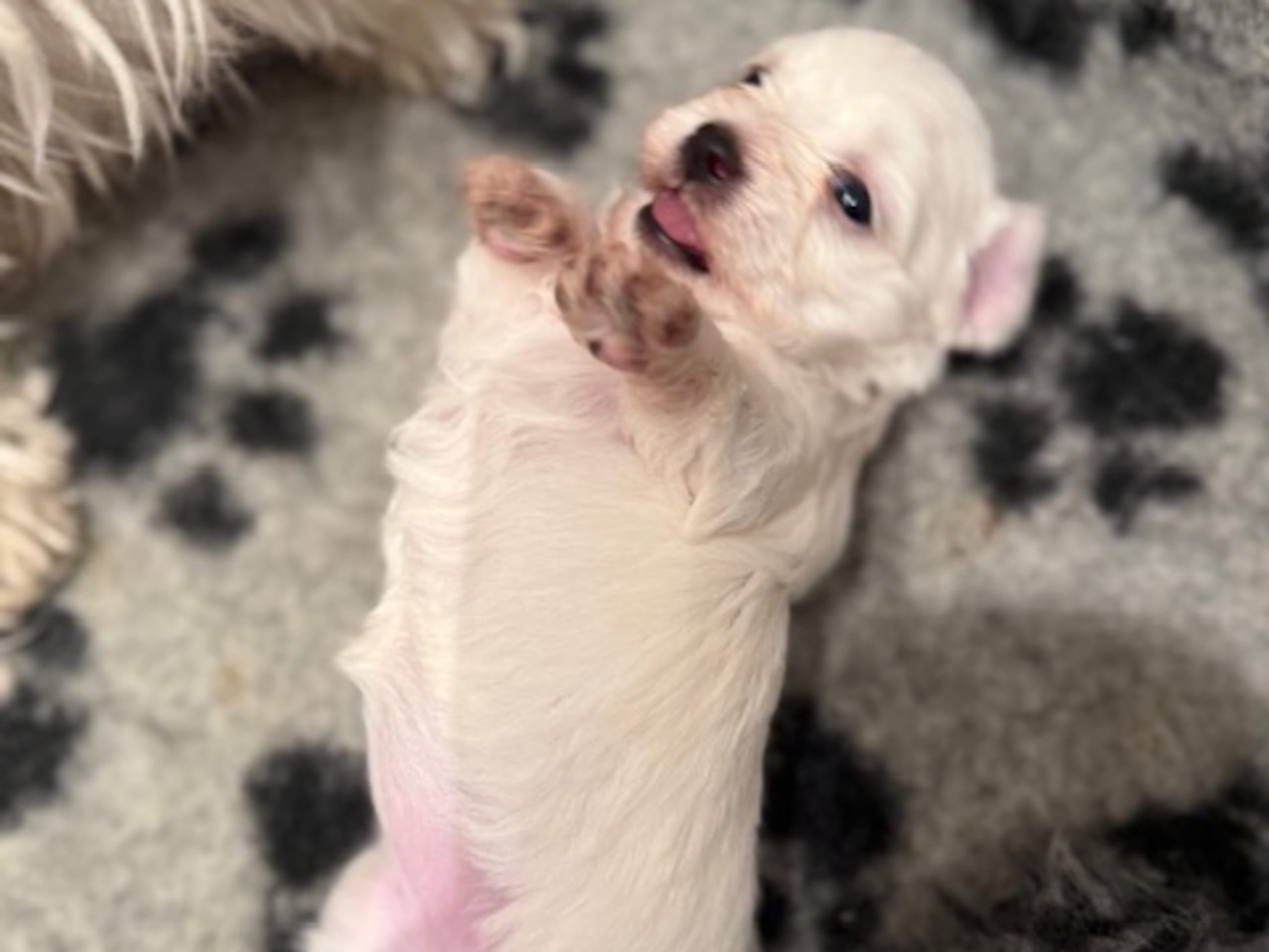 Malteser · 2026-02-15 · Stockholm · Gabriella M.