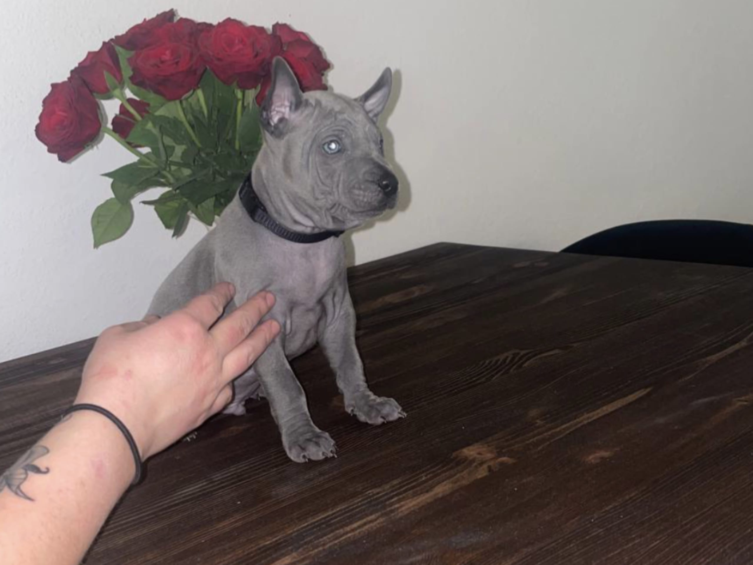 Thai Ridgeback Dog · 2025-12-20 · Bara · Jonas W.