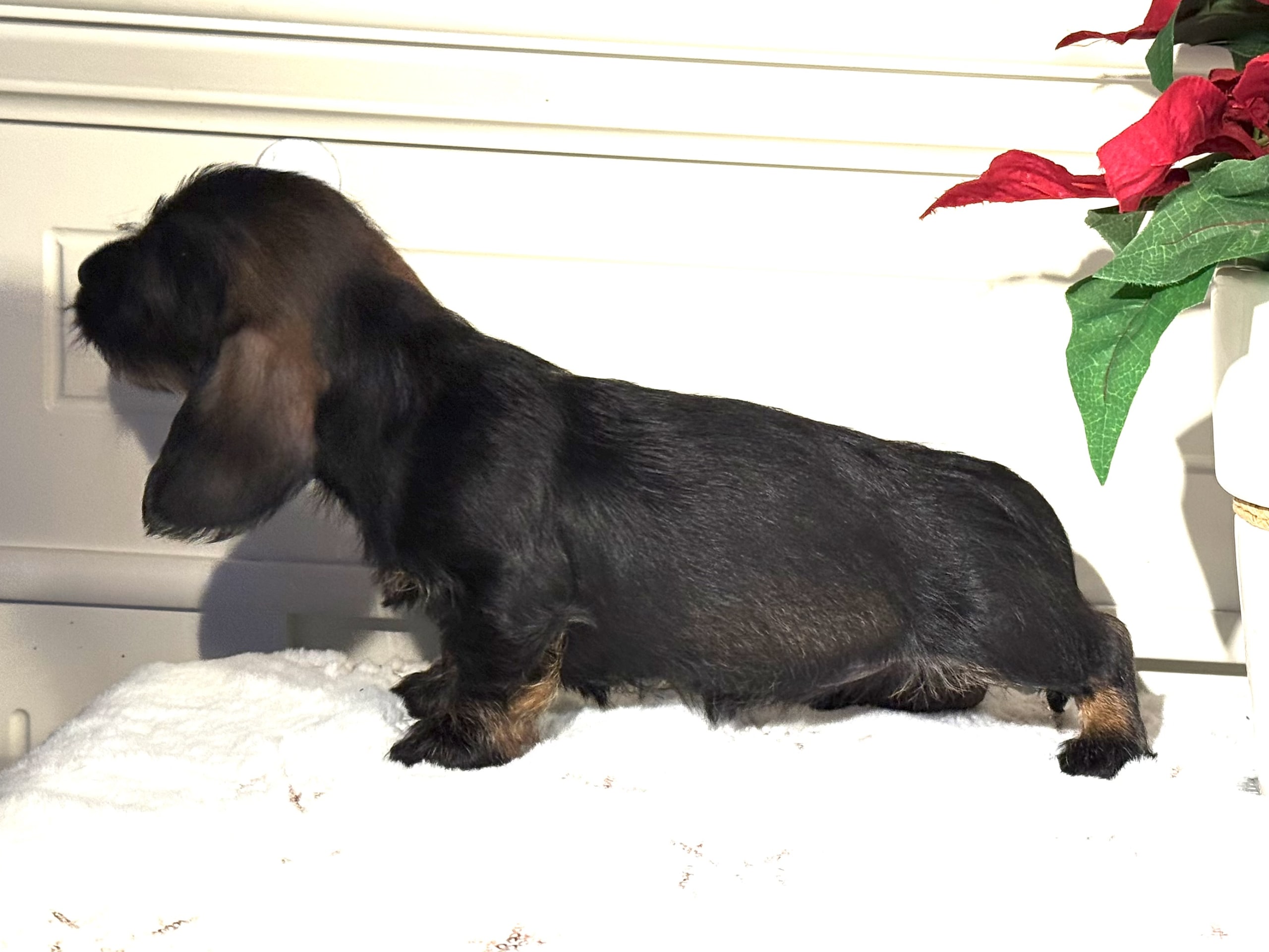 Strävhårig dvärg tax · 2025-11-28 · Rö · Royal Crystal