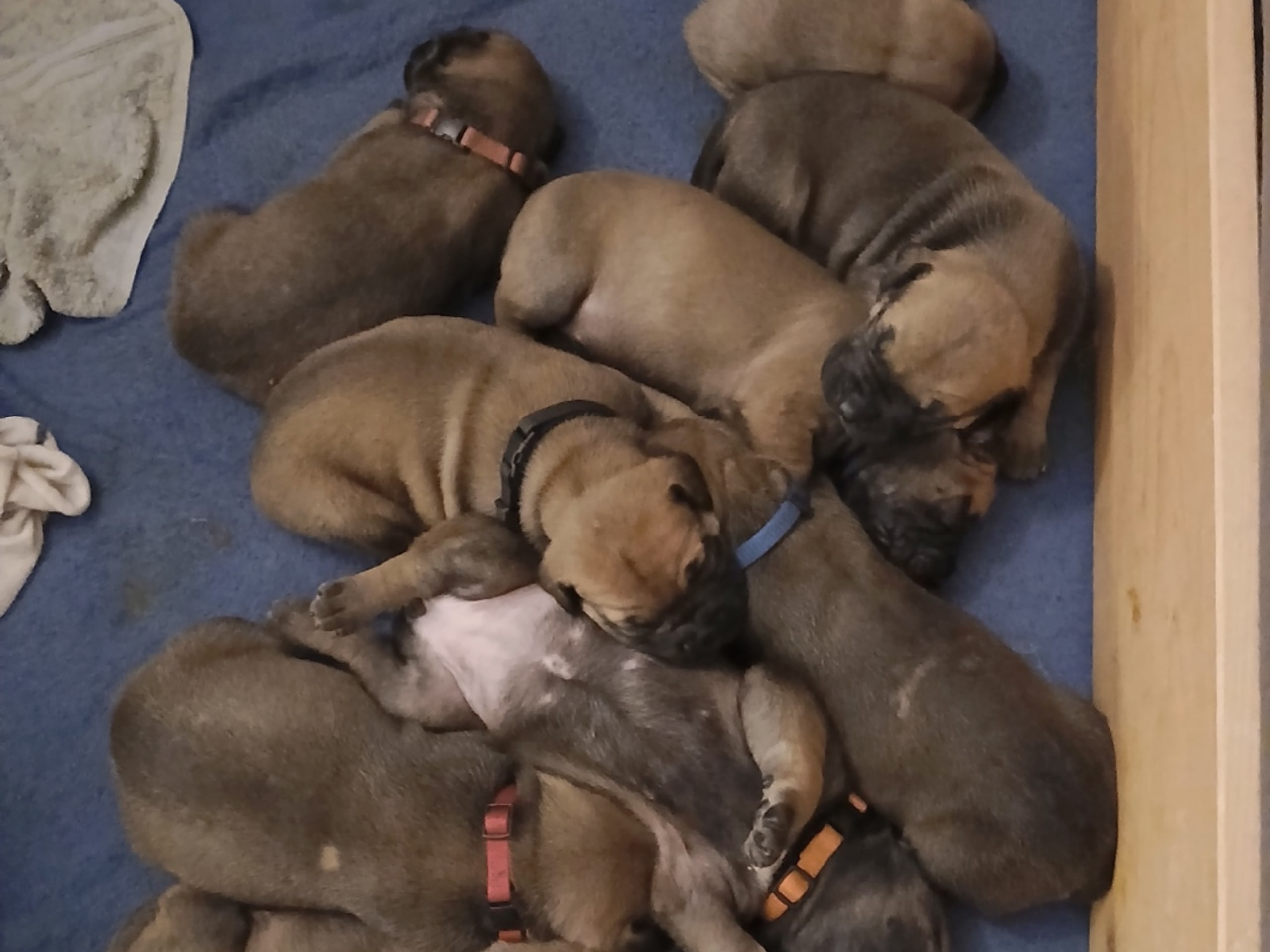 Boerboel · 2026-02-20 · Fredrikstad · Boergarden boerboels