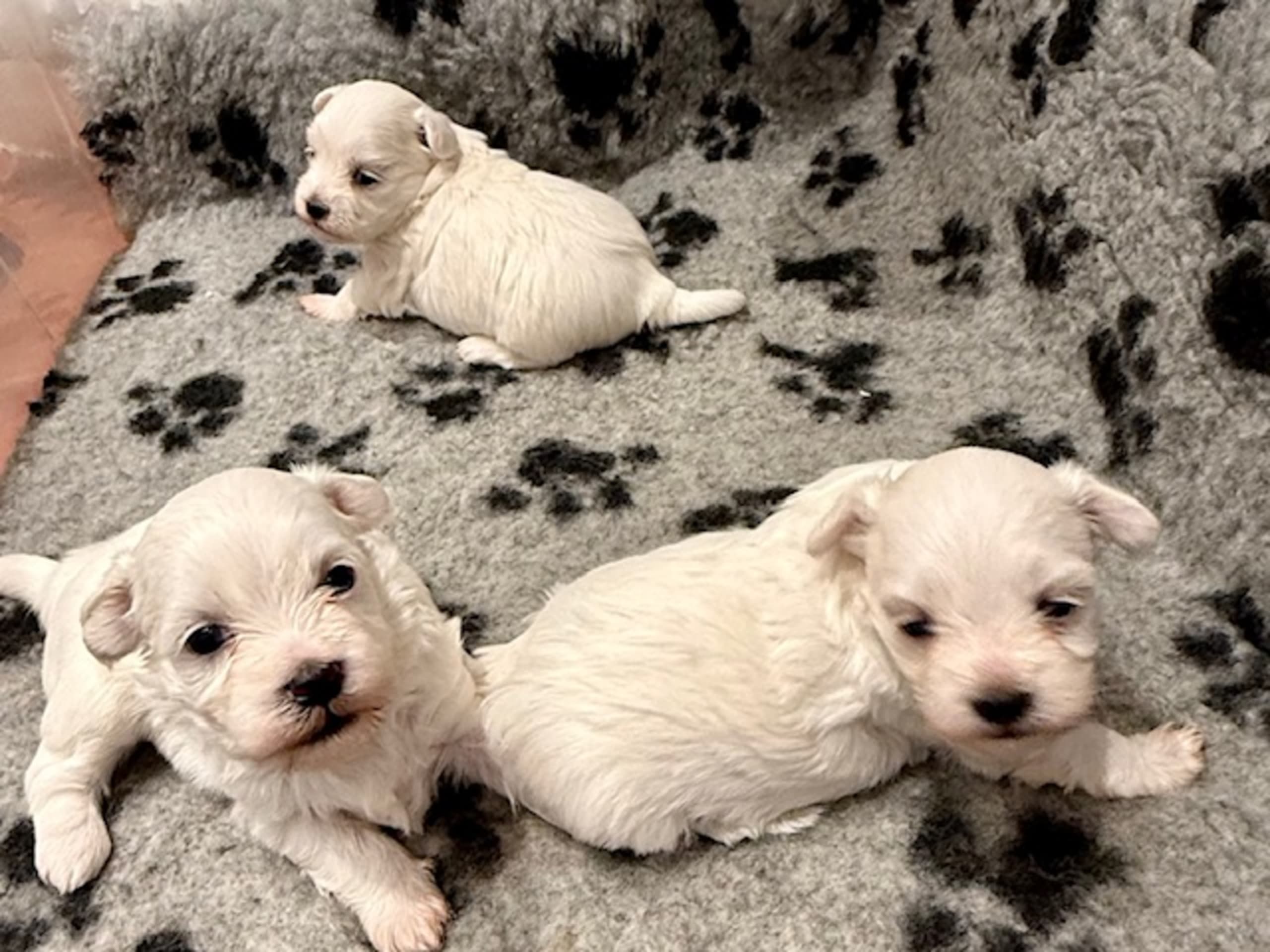 Malteser · 2026-02-15 · Stockholm · Gabriella M.