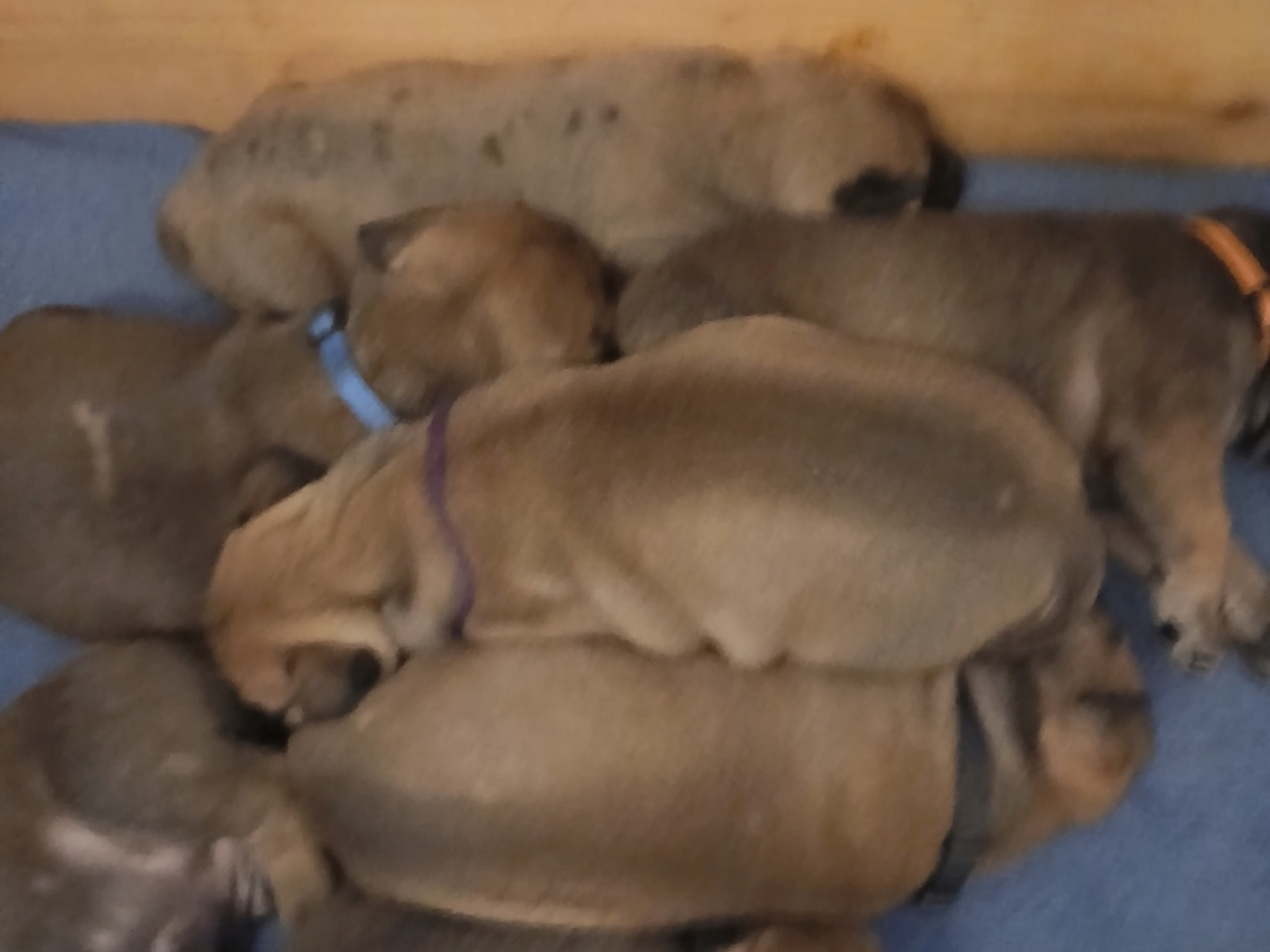 Boerboel · 2026-02-20 · Fredrikstad · Boergarden boerboels