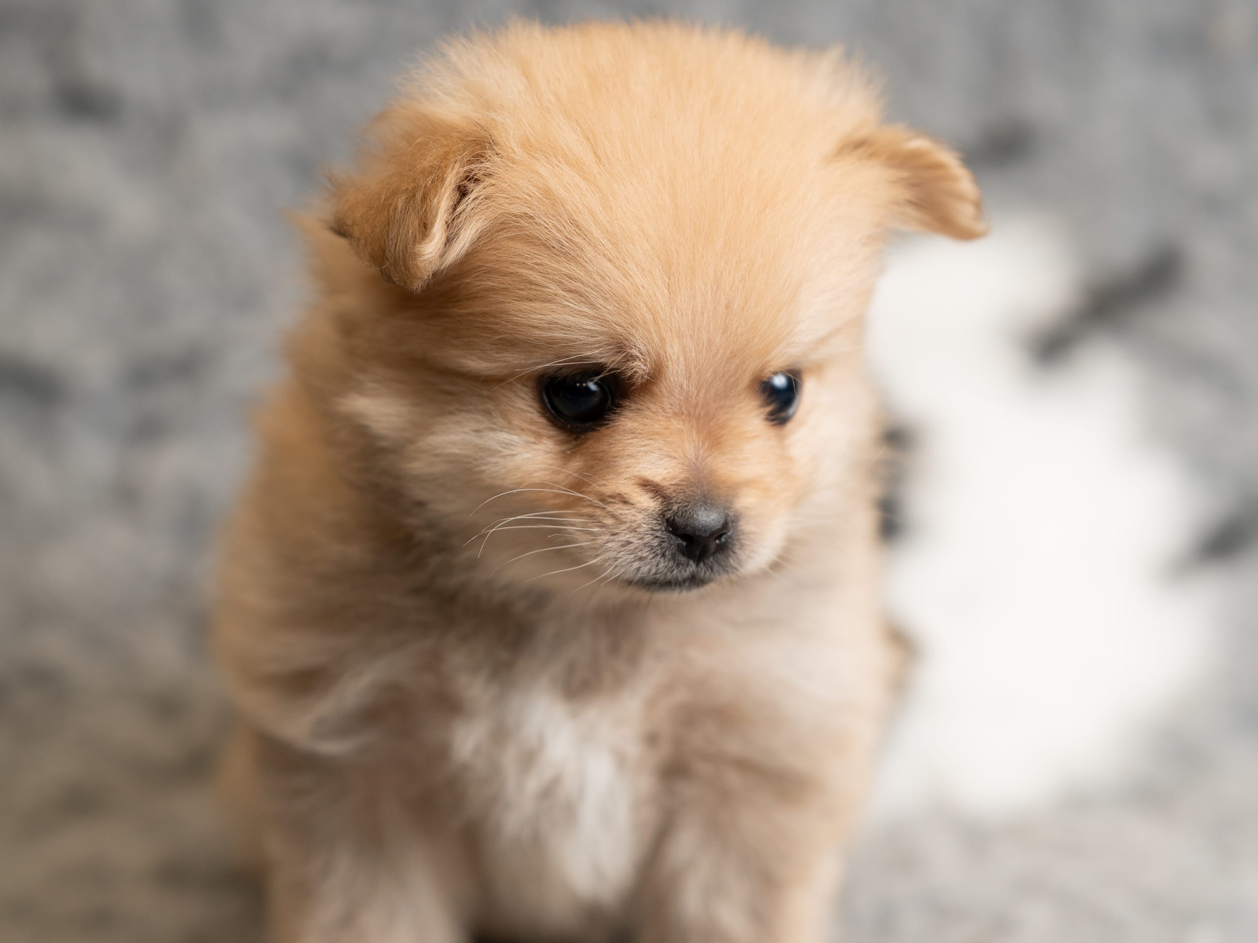 Pomeranian och Papillon · 2026-01-19 · Helsingborg · Alicia H.