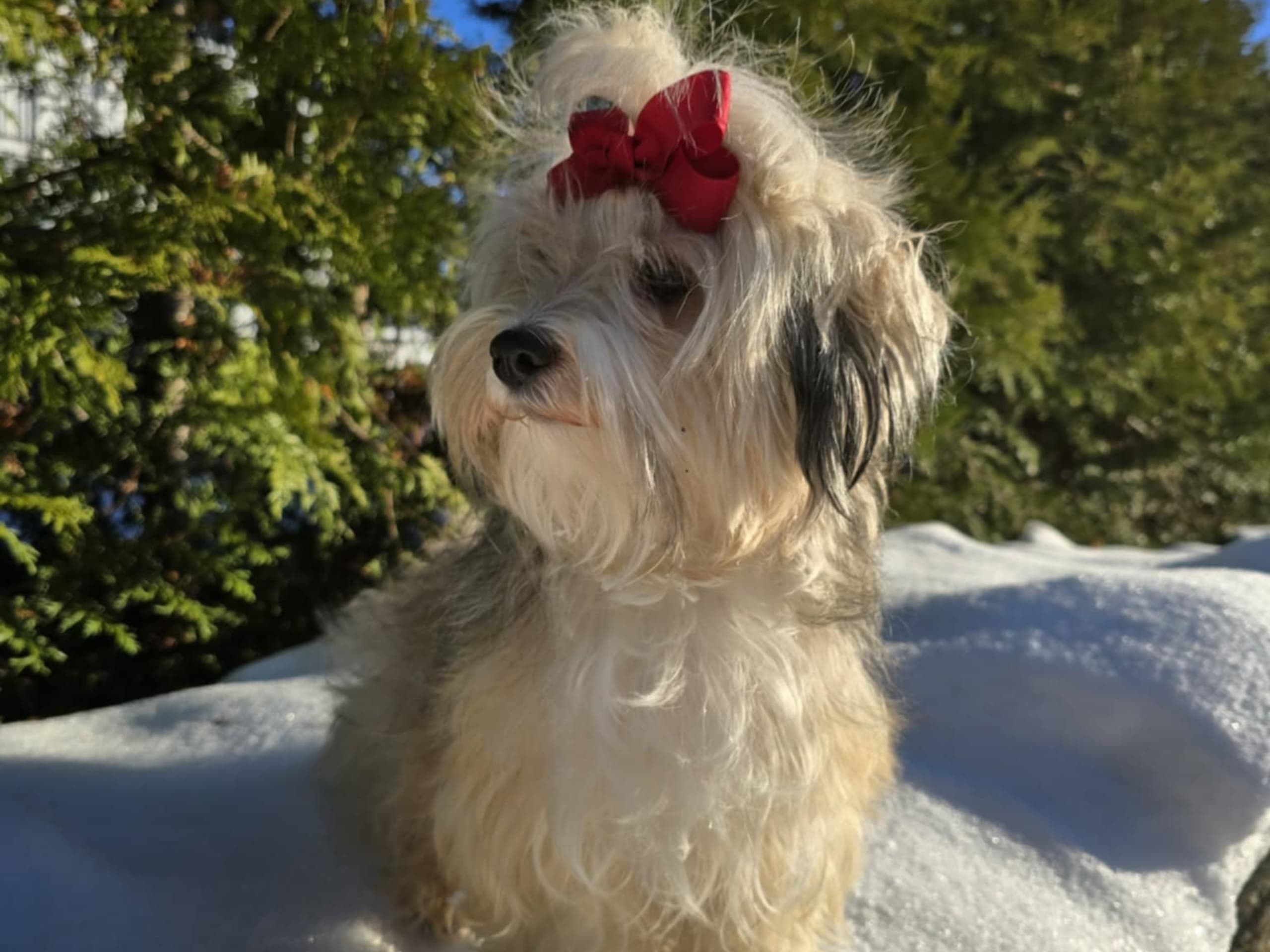 Havanese · 2022-09-16 · Rånäs · Lord Nelson’s kennel