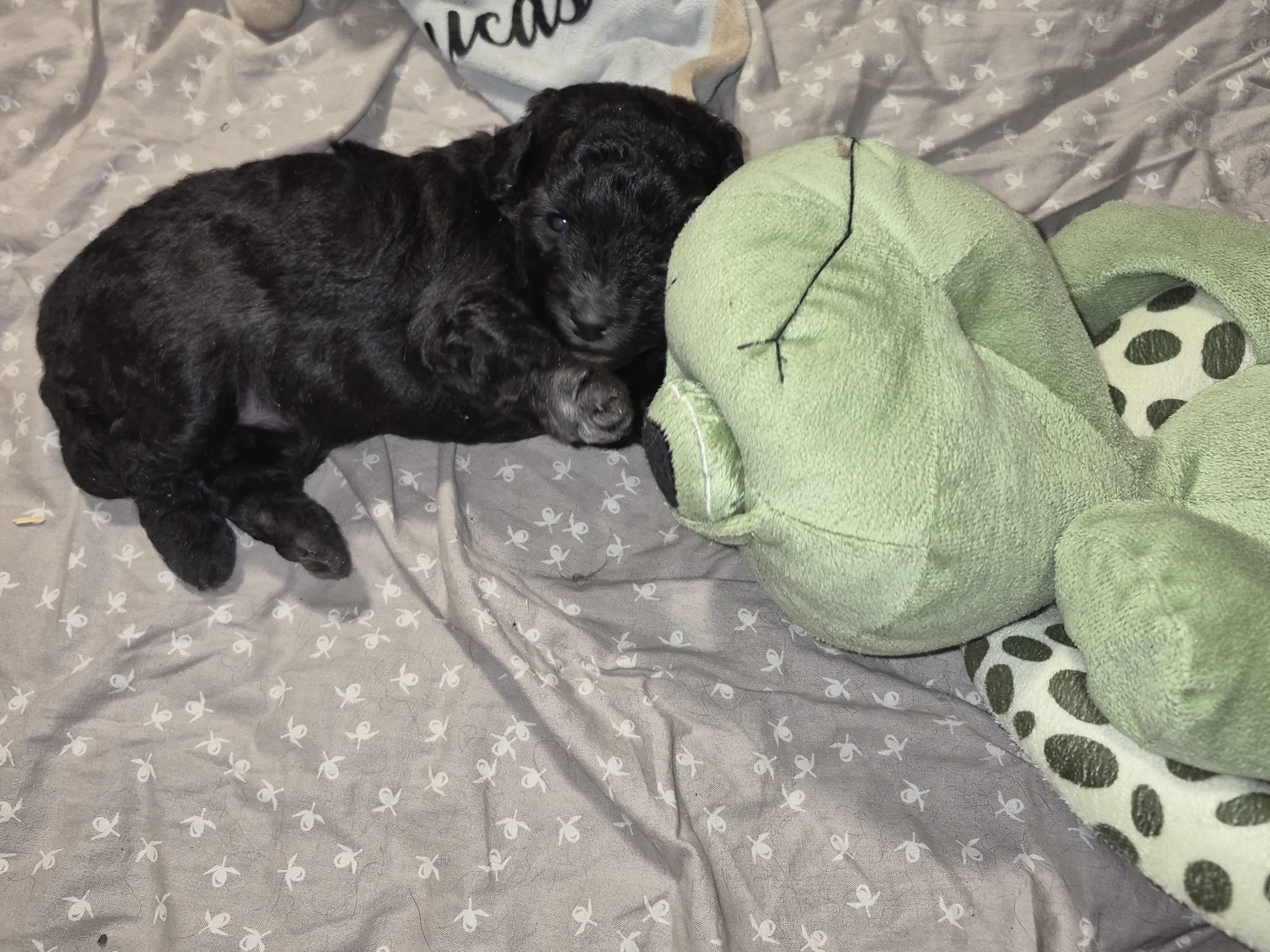 Blandras · 2026-01-25 · Sköldinge · Pomapoo