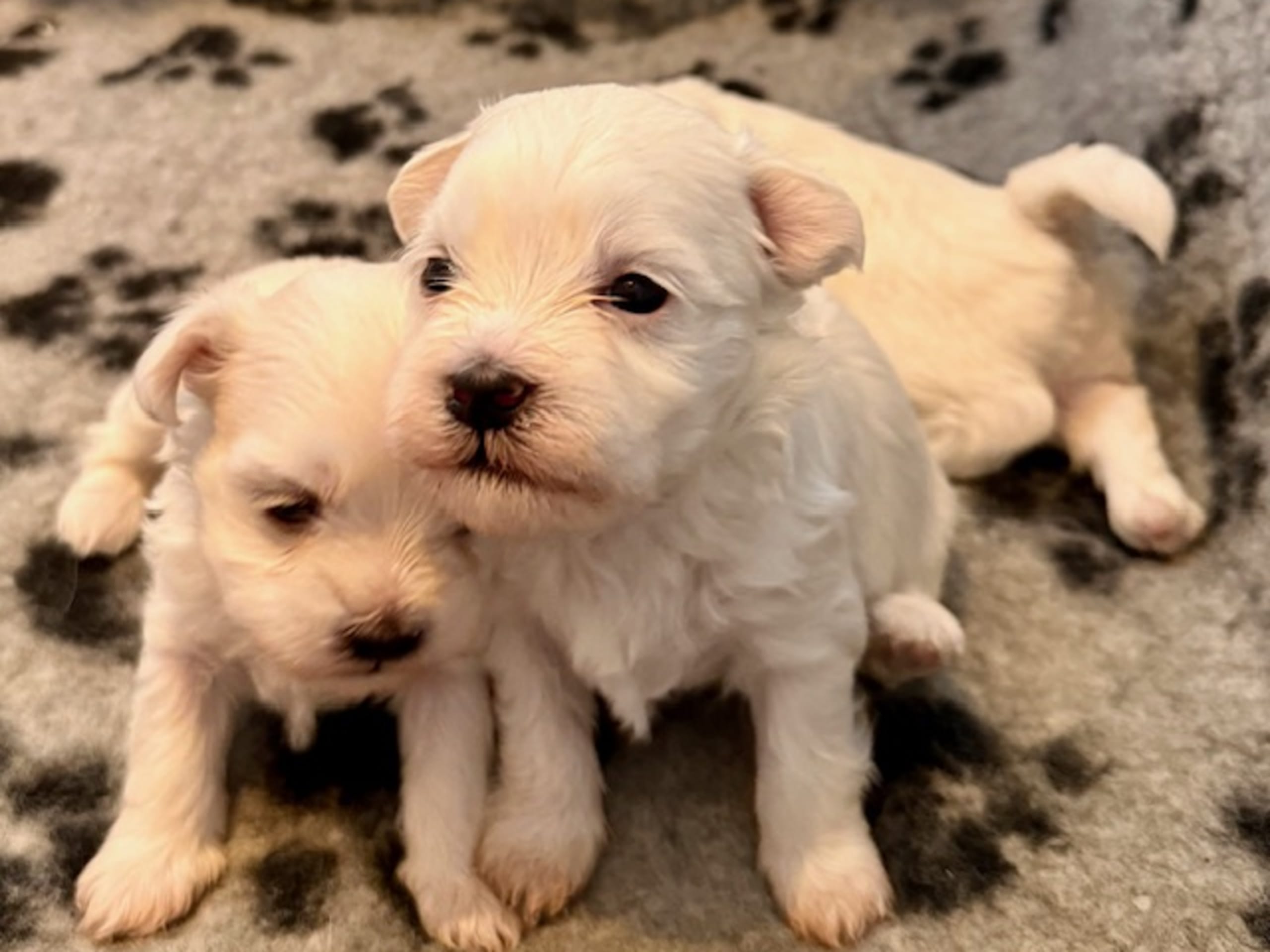 Malteser · 2026-02-15 · Stockholm · Gabriella M.