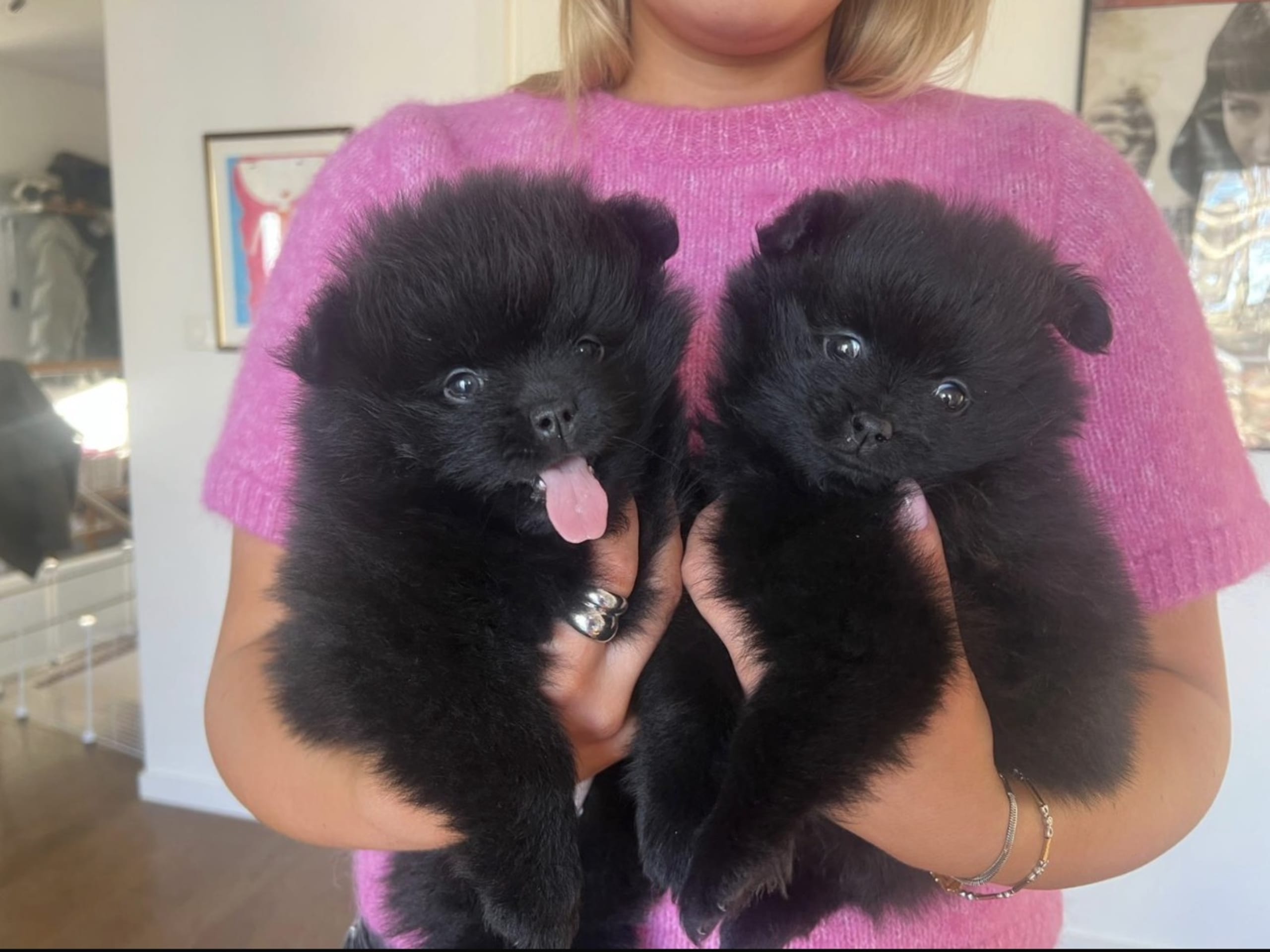 Pomeranian · 2025-12-25 · älvsjö · Anna C.