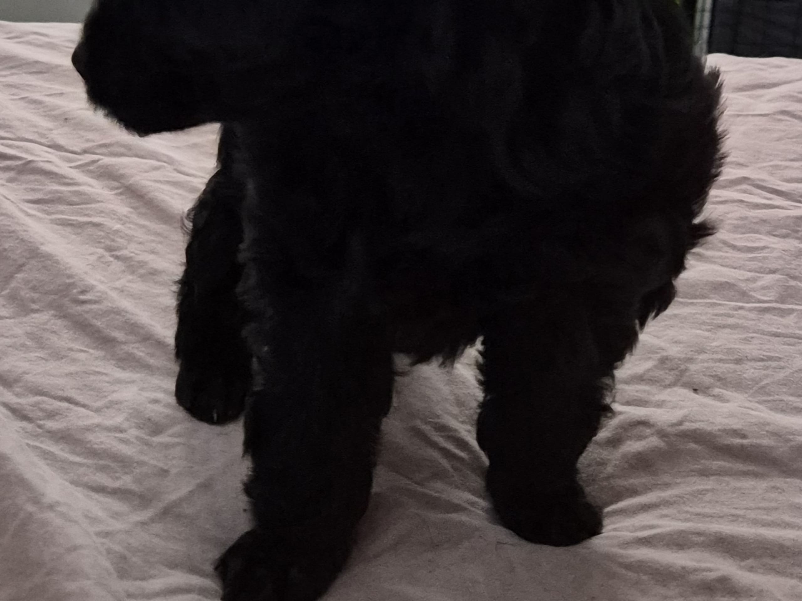 Cresterpoo · 2025-12-12 · Vara · Viktoria S.