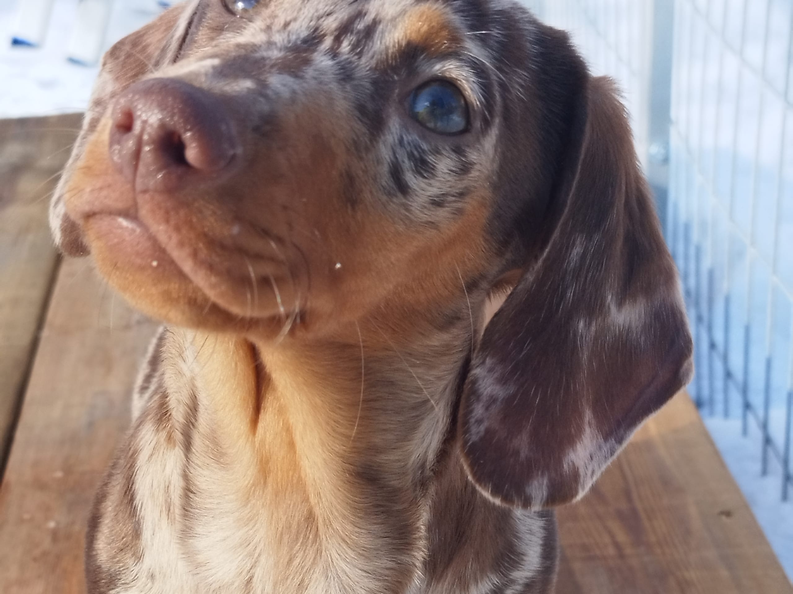 Dachshund · 2025-08-31 · Hjortkvarn · Hjortkvarns Cavapoo