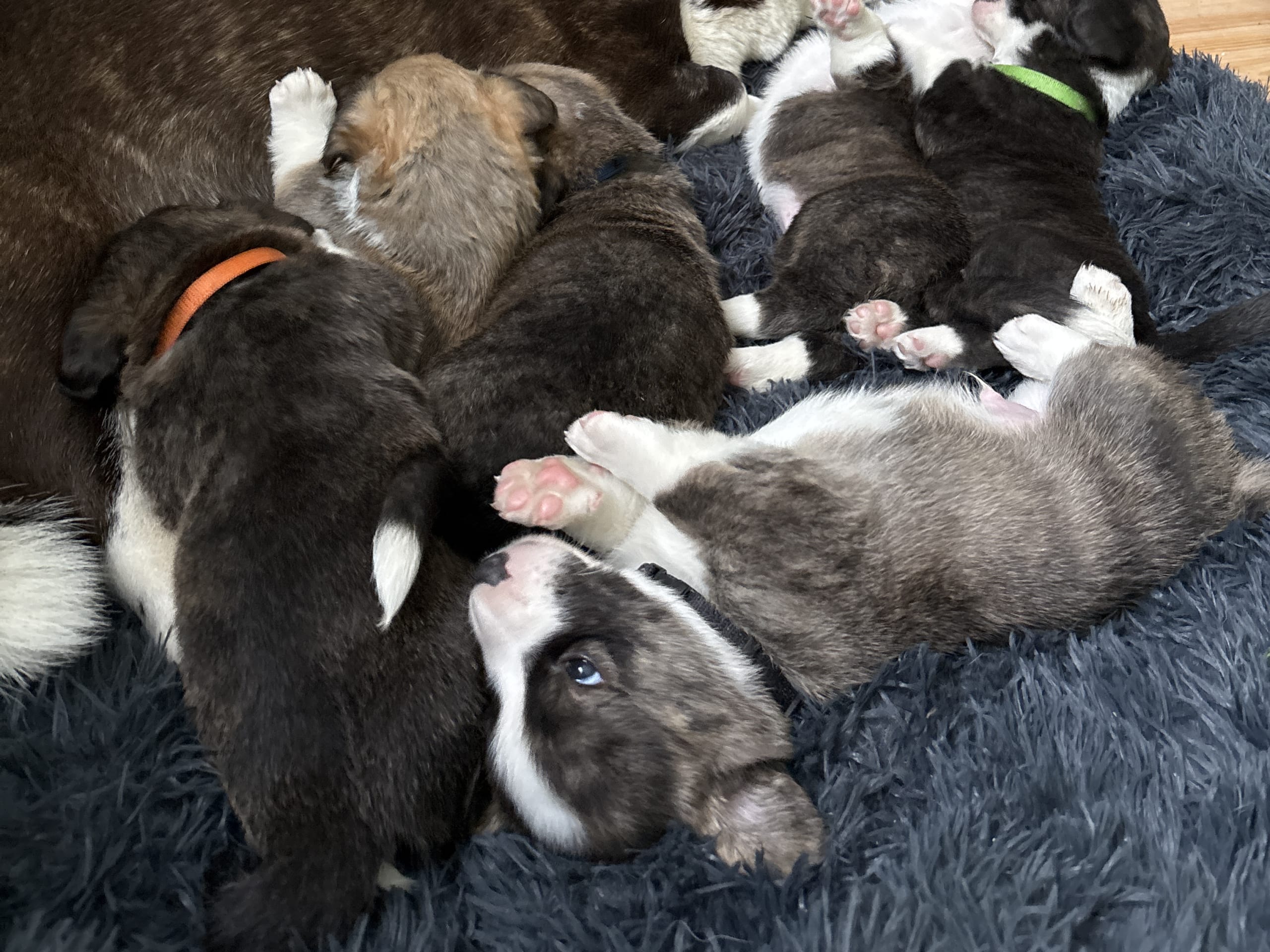 Welsh Corgi Cardigan · 2026-01-13 · Mellerud · Helena S.