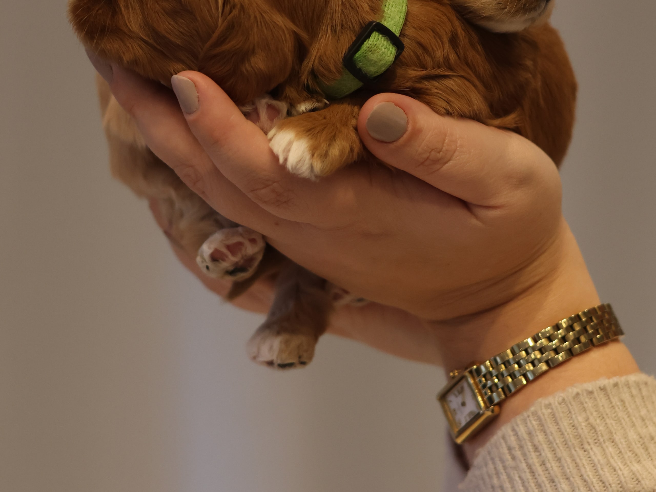 Cavapoo · 2026-01-19 · Spekeröd · Hagendalens